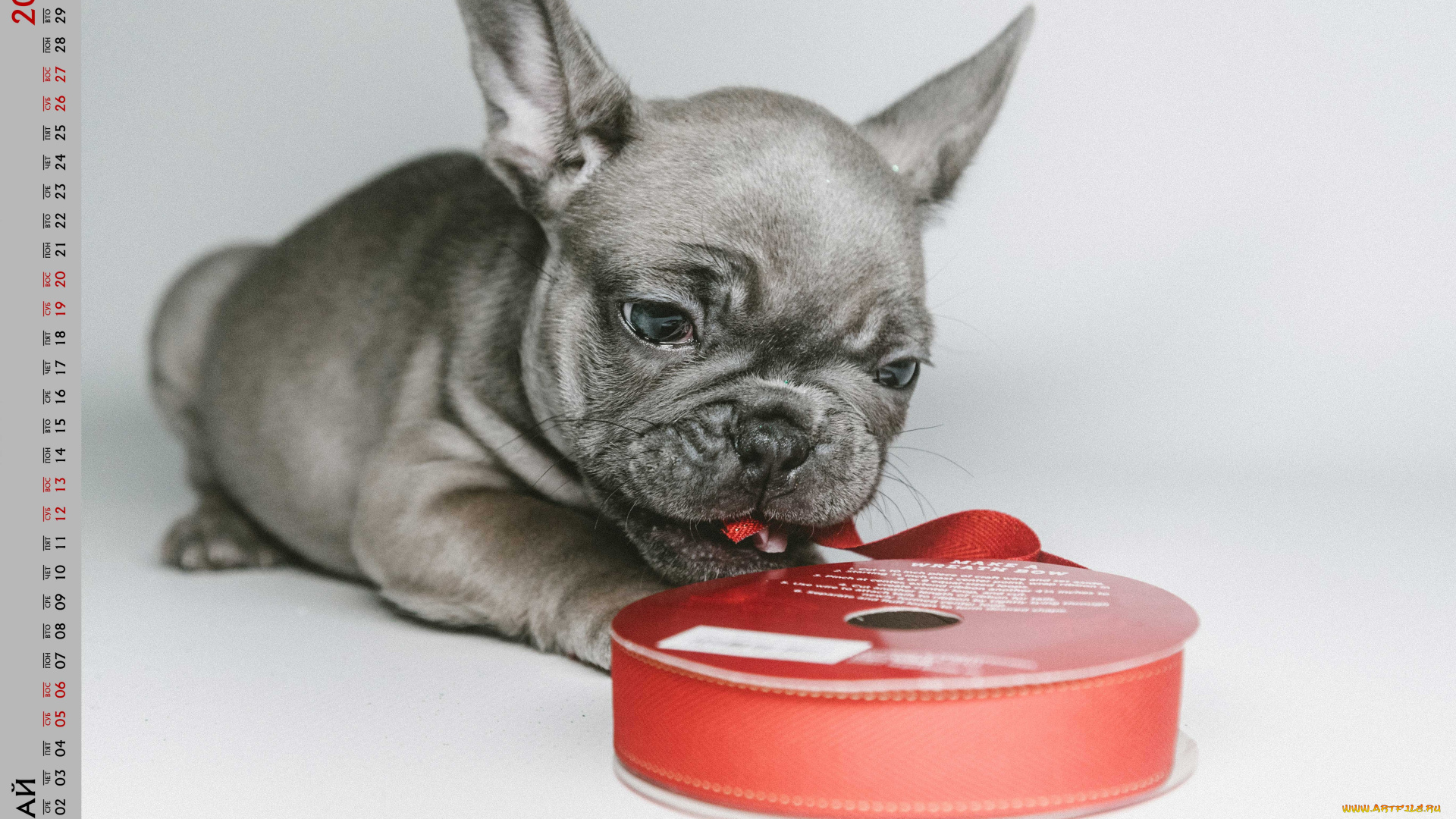 календари, животные, миска, собака