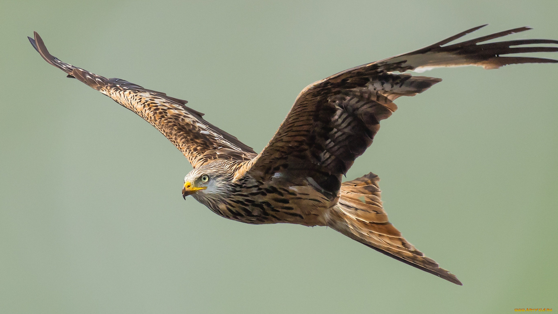 орел, животные, птицы, -, хищники, хищная, птица, полет, размах, крыльев, сша
