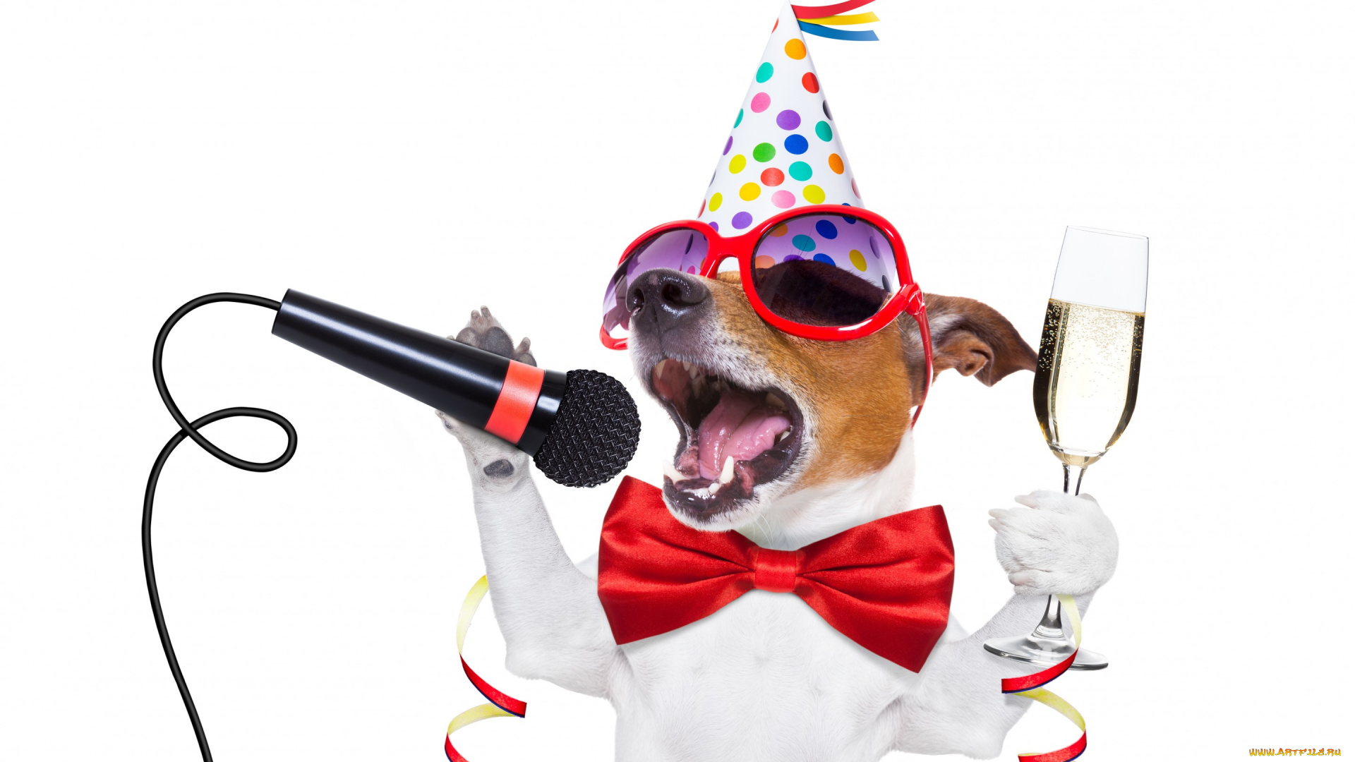 юмор, и, приколы, собака, party