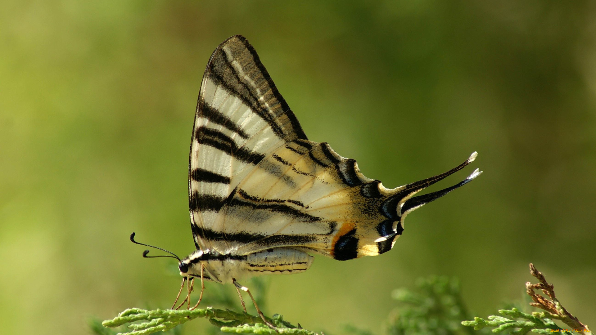 животные, бабочки, , мотыльки, , моли, туя, ветка, бабочка