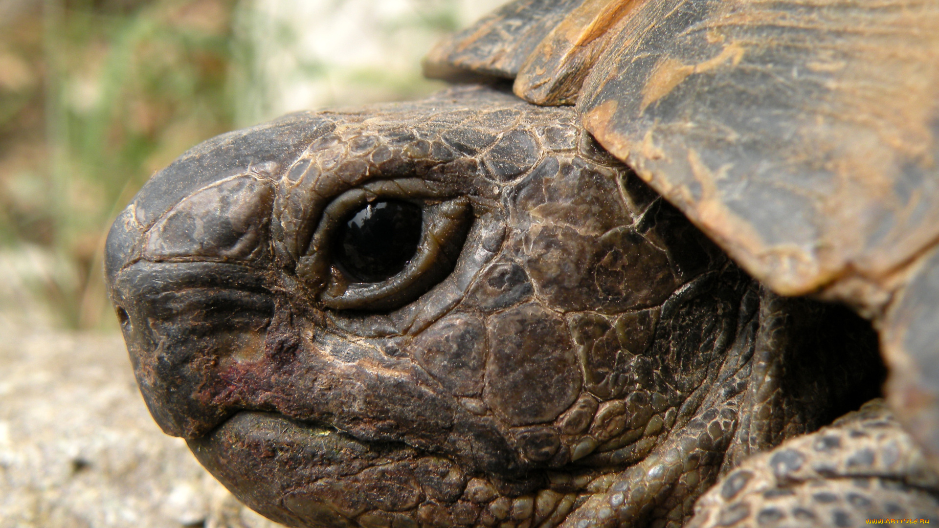животные, Черепахи, черепаха, голова, панцирь