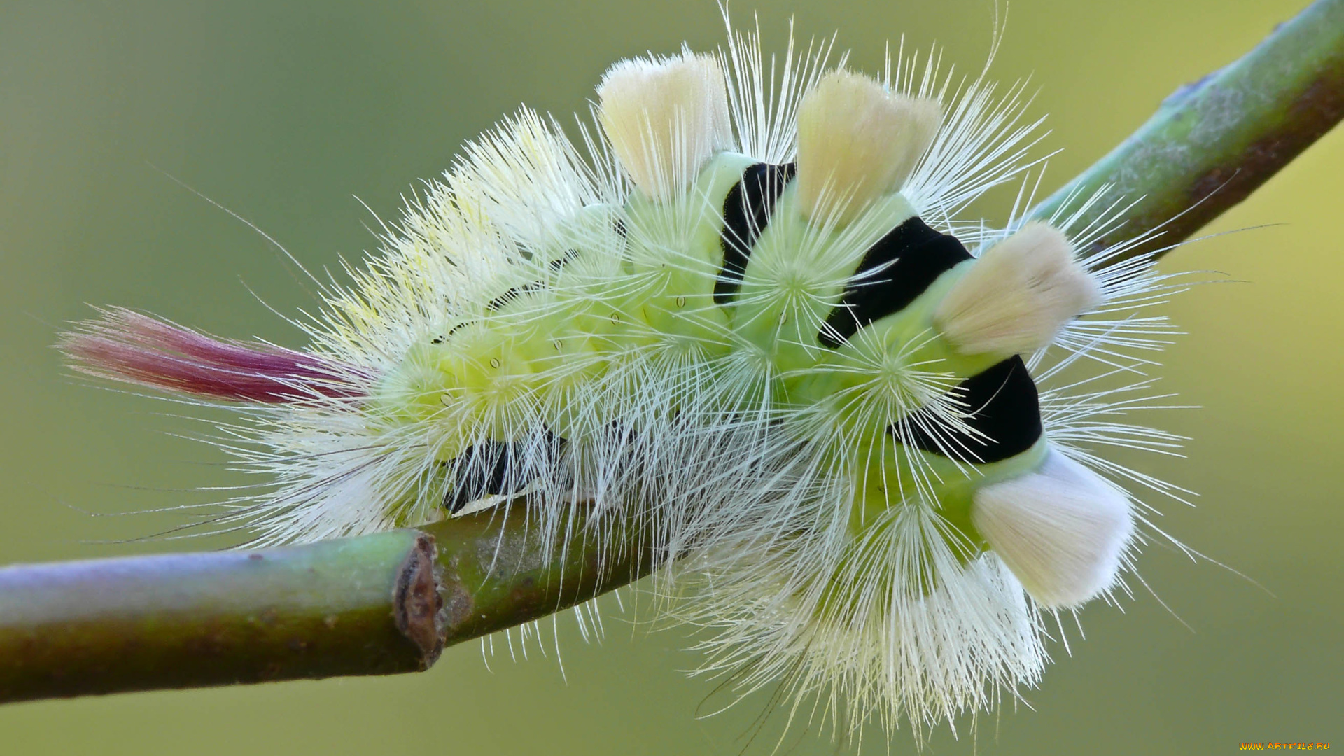 животные, гусеницы, гусеница, ветка