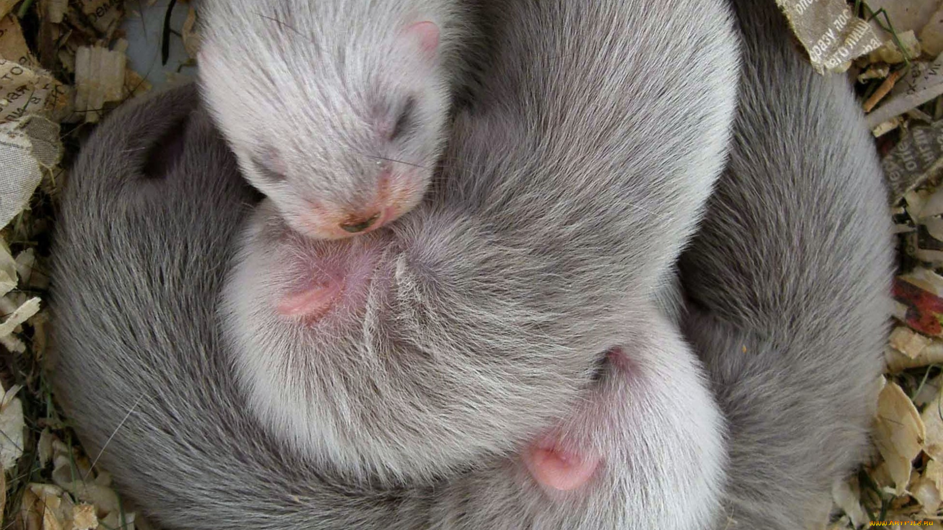 животные, хорьки, , куницы, , горностаи, , ласки, , соболи, гнездо, сон, детеныши, бумажки