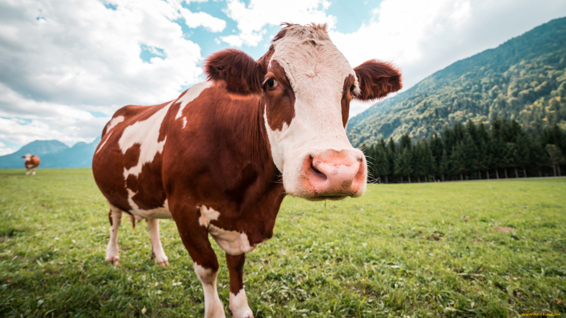 животные, коровы, , буйволы, взгляд