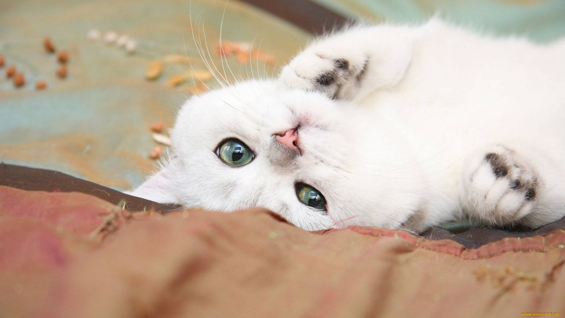 животные, коты, белый, кот, кошка