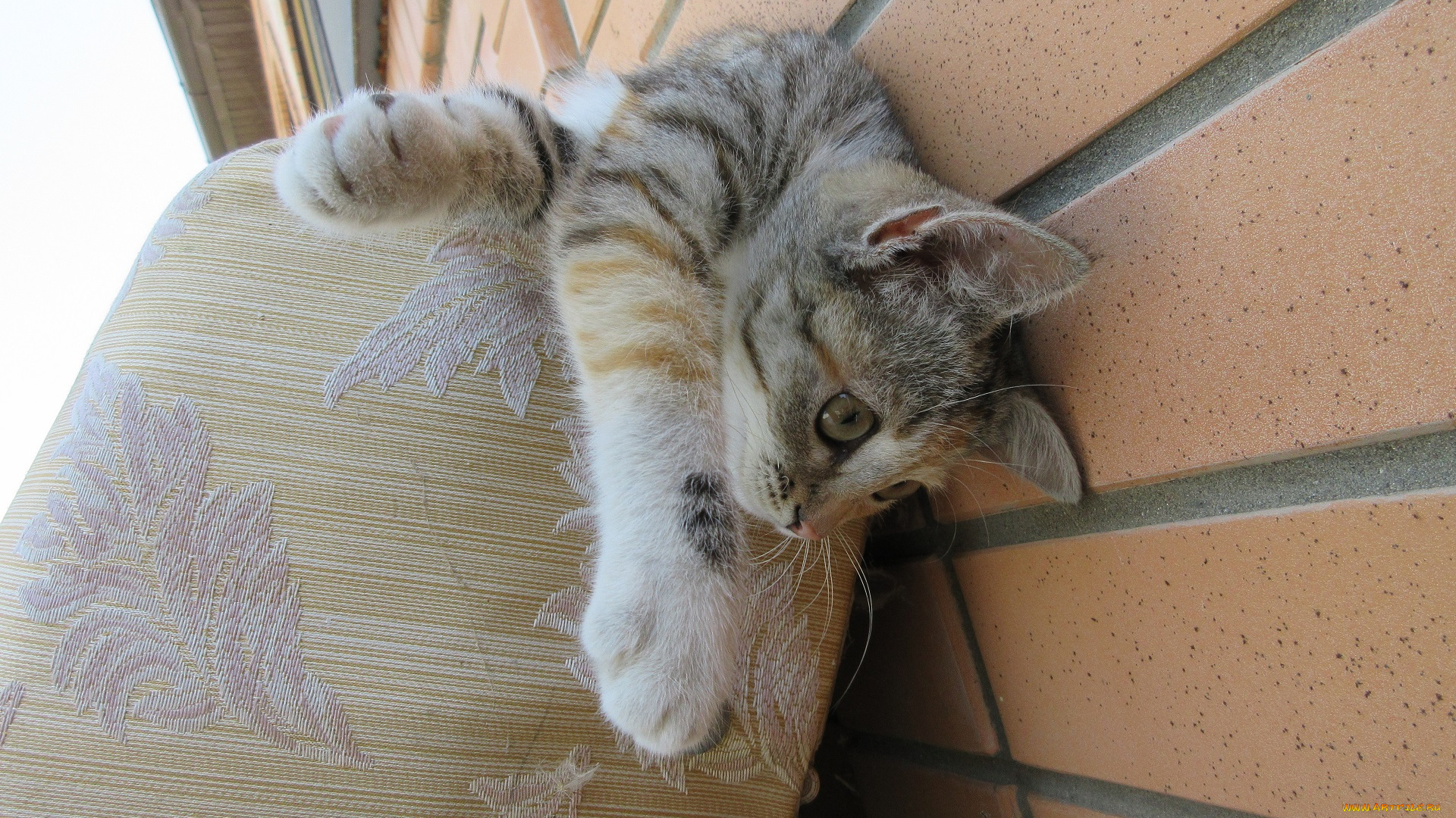 животные, коты, кошка