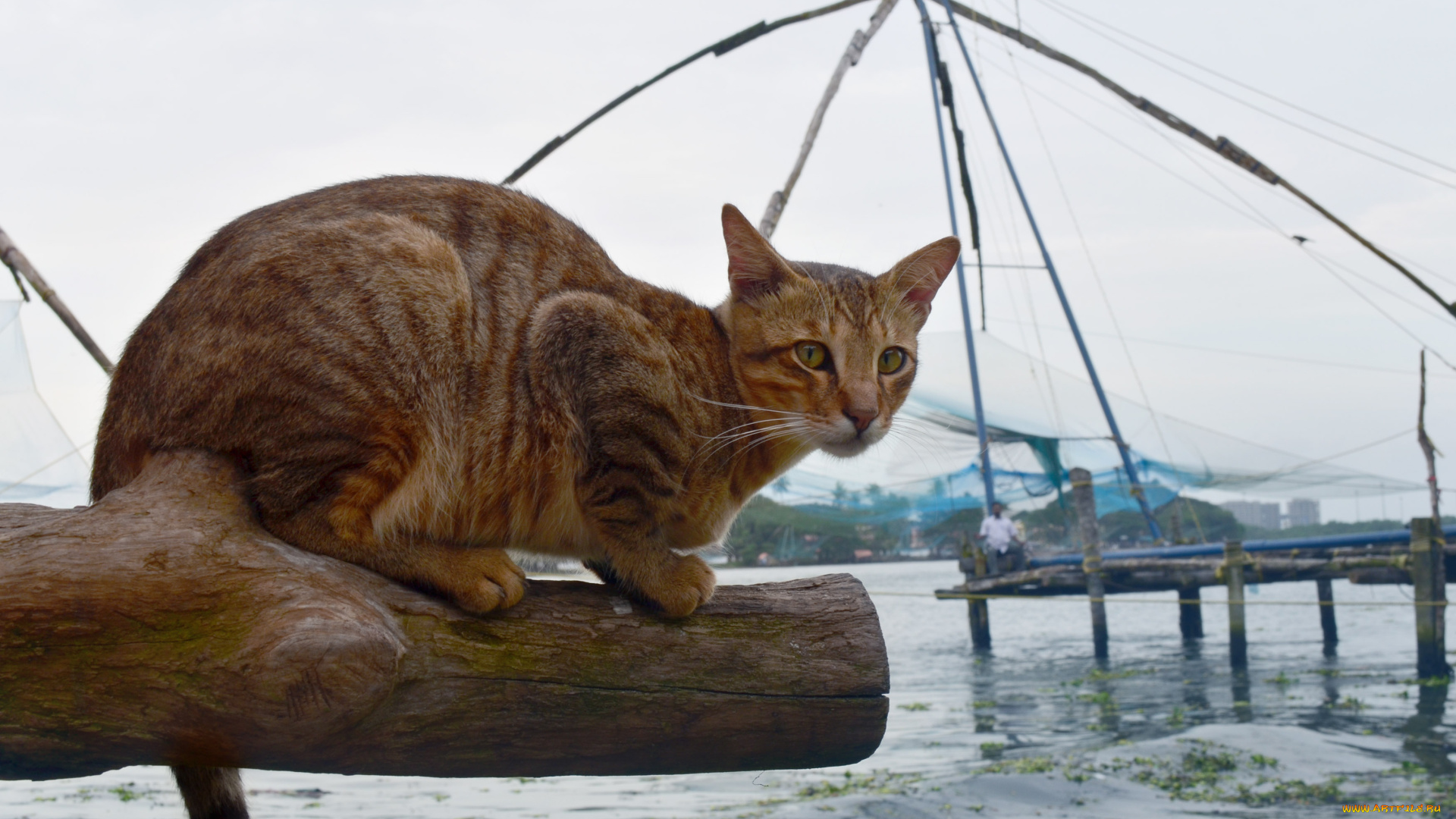 животные, коты, взгляд