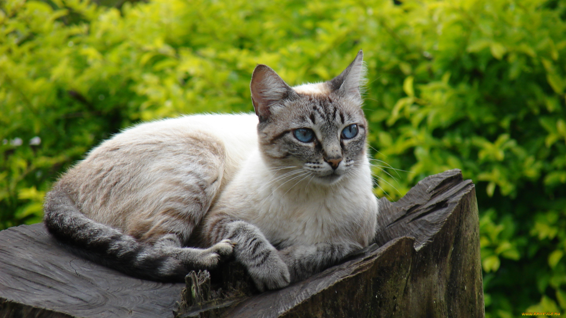 животные, коты, взгляд