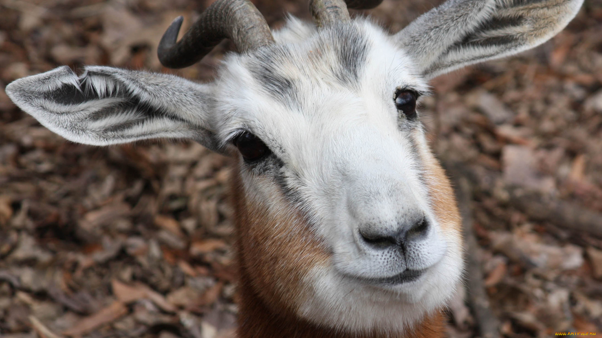 животные, козы, рога, голова, горал