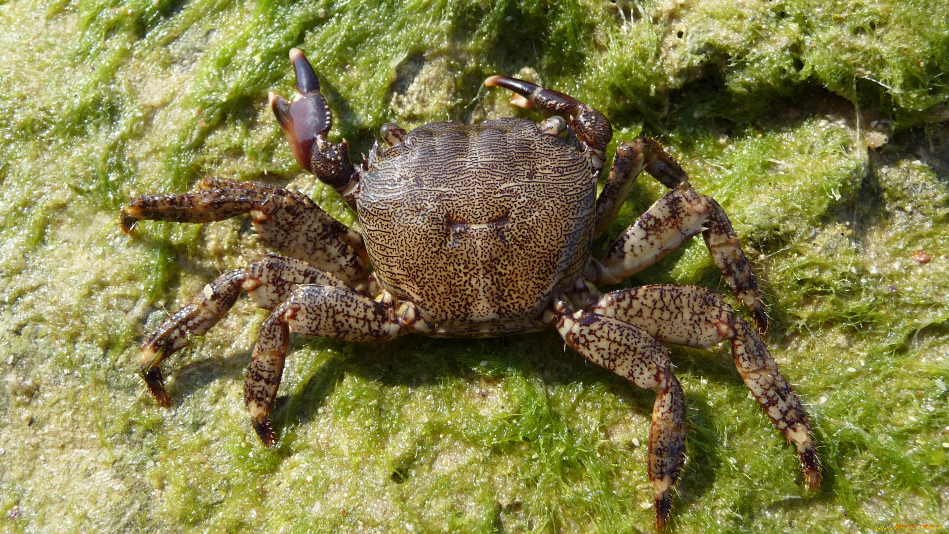 животные, крабы, , раки, водоросли, камень, краб
