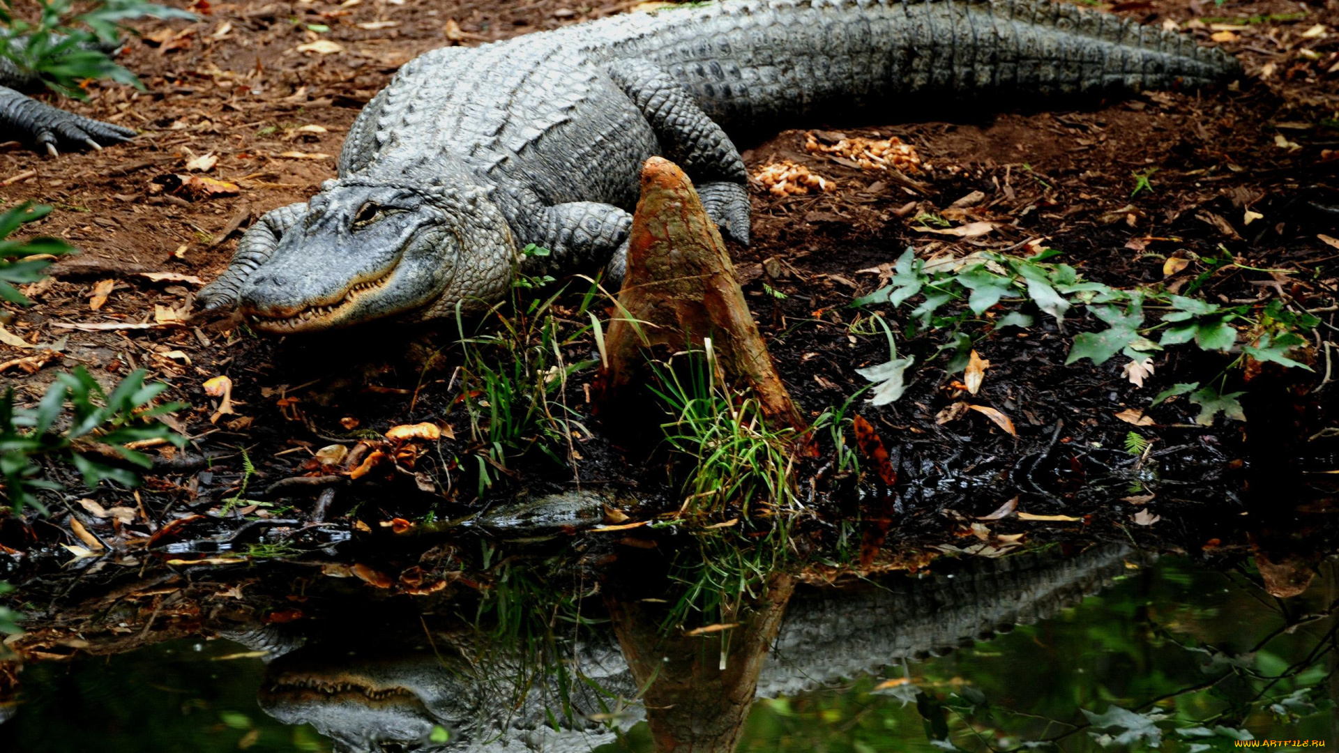 животные, крокодилы, вода, отражение, берег, крокодил