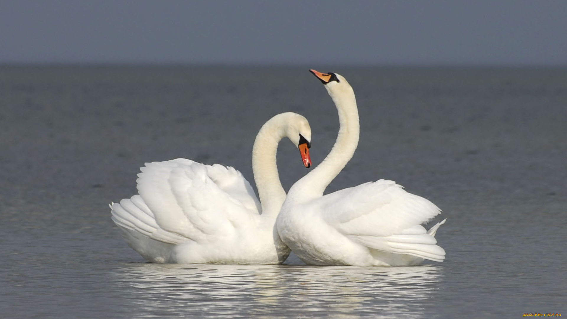 животные, ласточки, вода, лебеди, белые, пара