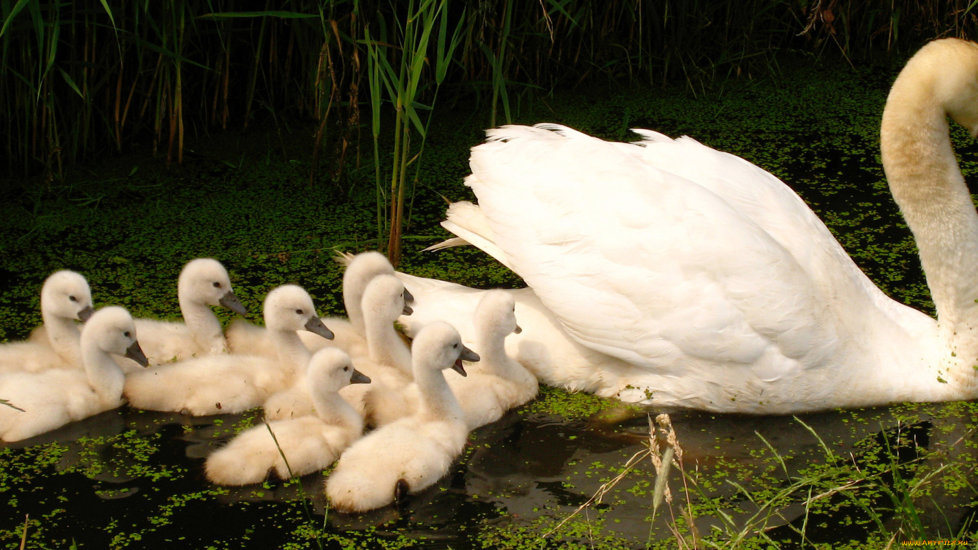 животные, лебеди, ряска, камыши, озеро, птенцы, белый, лебедь