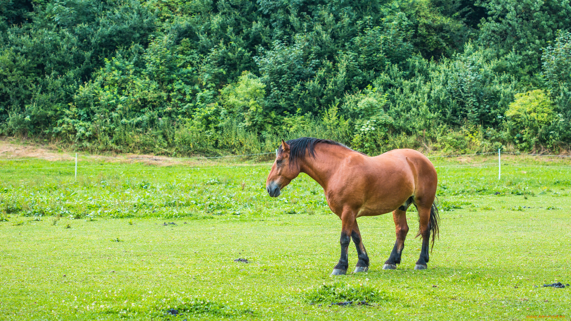 животные, лошади, растения