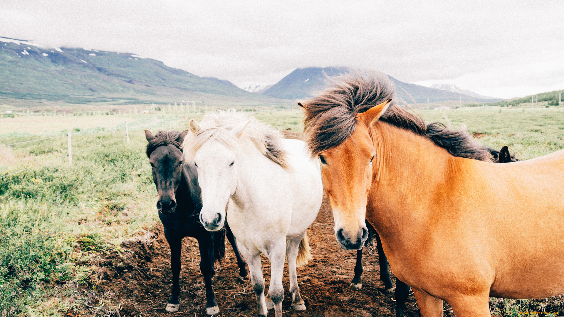животные, лошади, взгляд