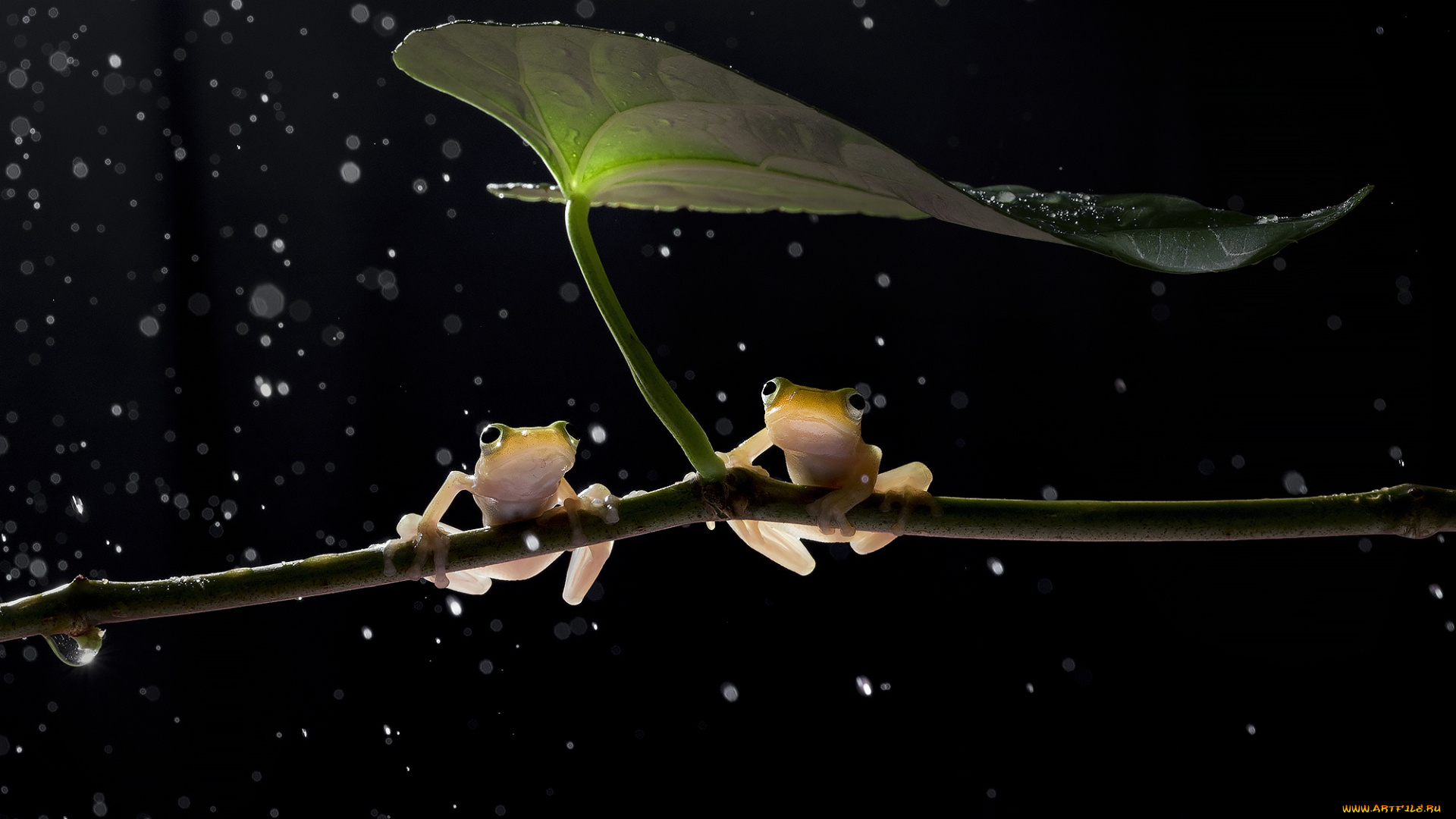 животные, лягушки, боке, лист, ветка, чёрный, фон