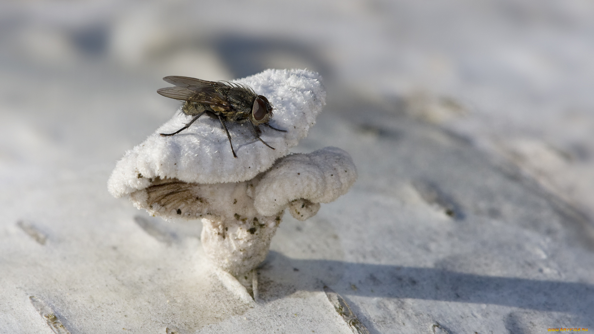 животные, насекомые, макро, дерево, гриб, муха