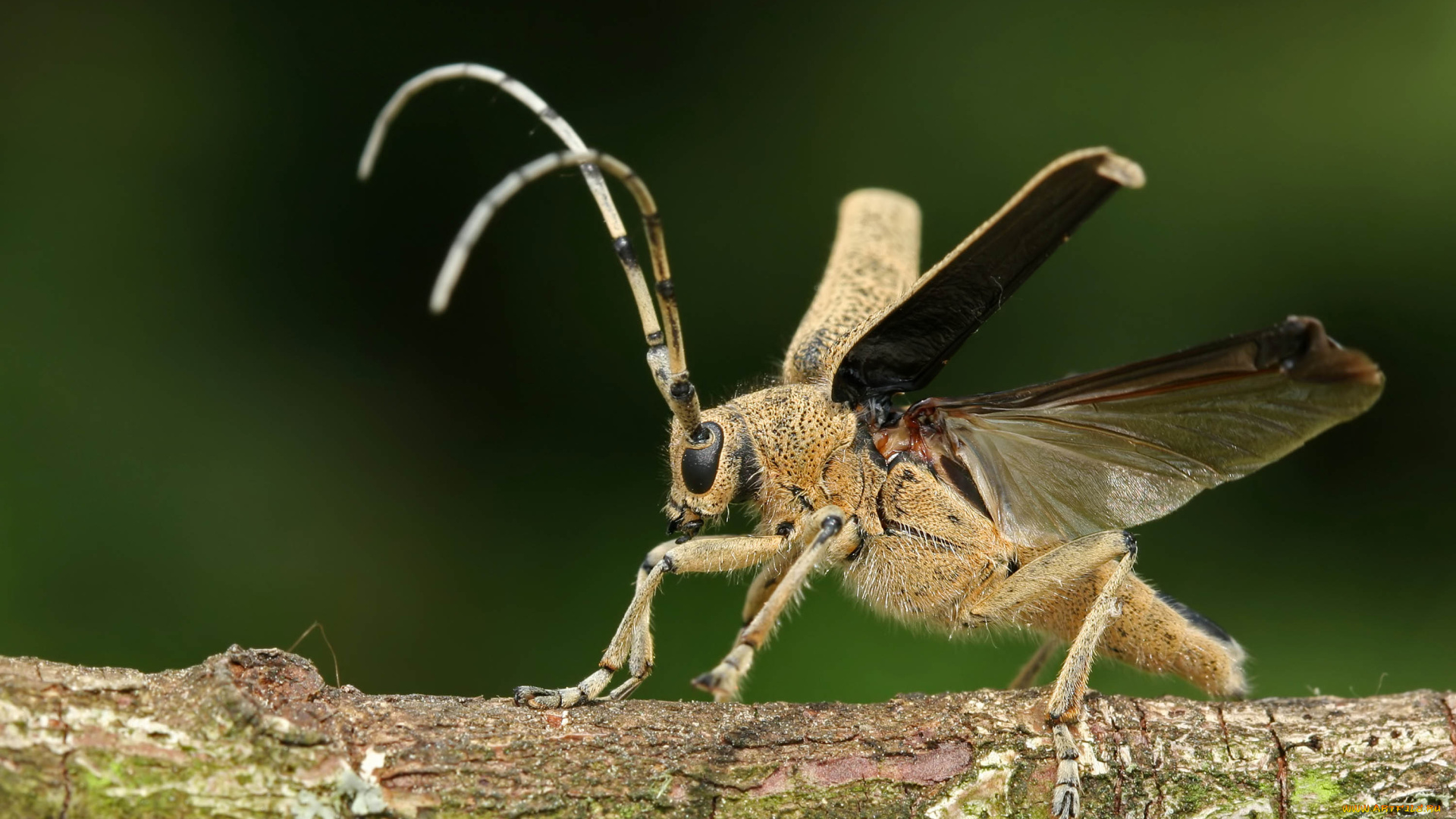животные, насекомые, жук, усы, крылья, бревно