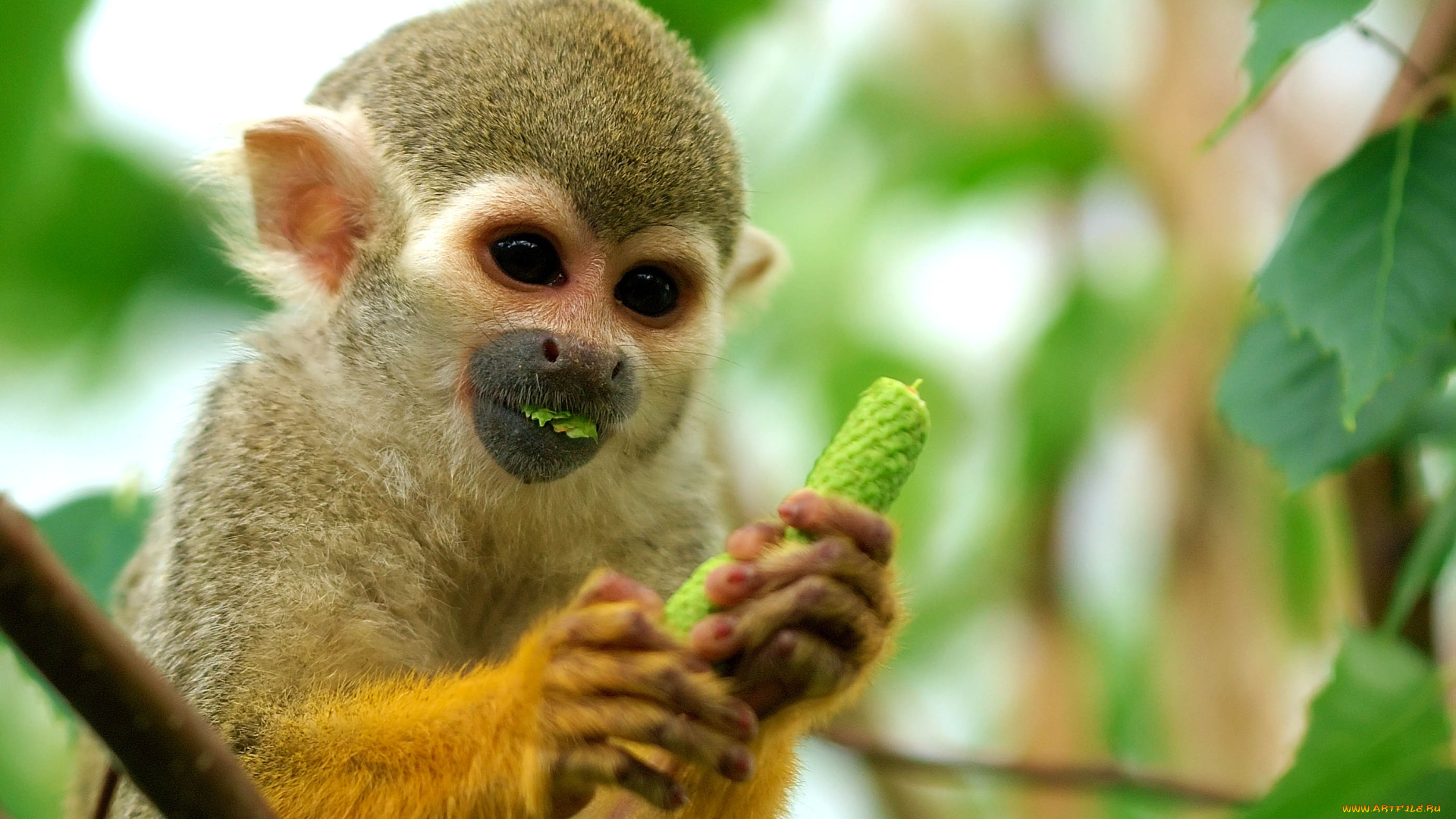 животные, обезьяны, обезьяна, мартышка, дерево, еда
