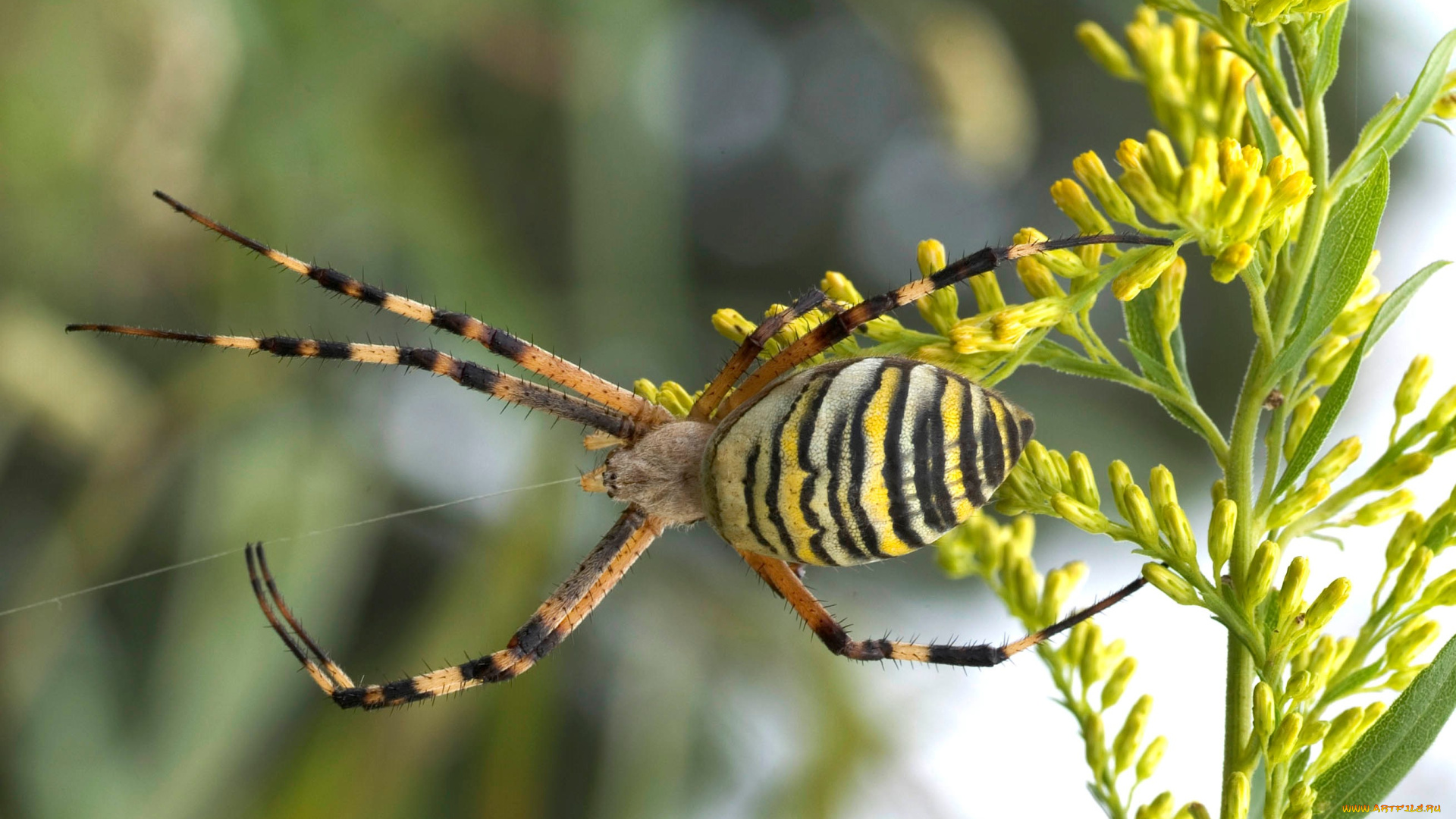 животные, пауки, паук, паутина, стебель