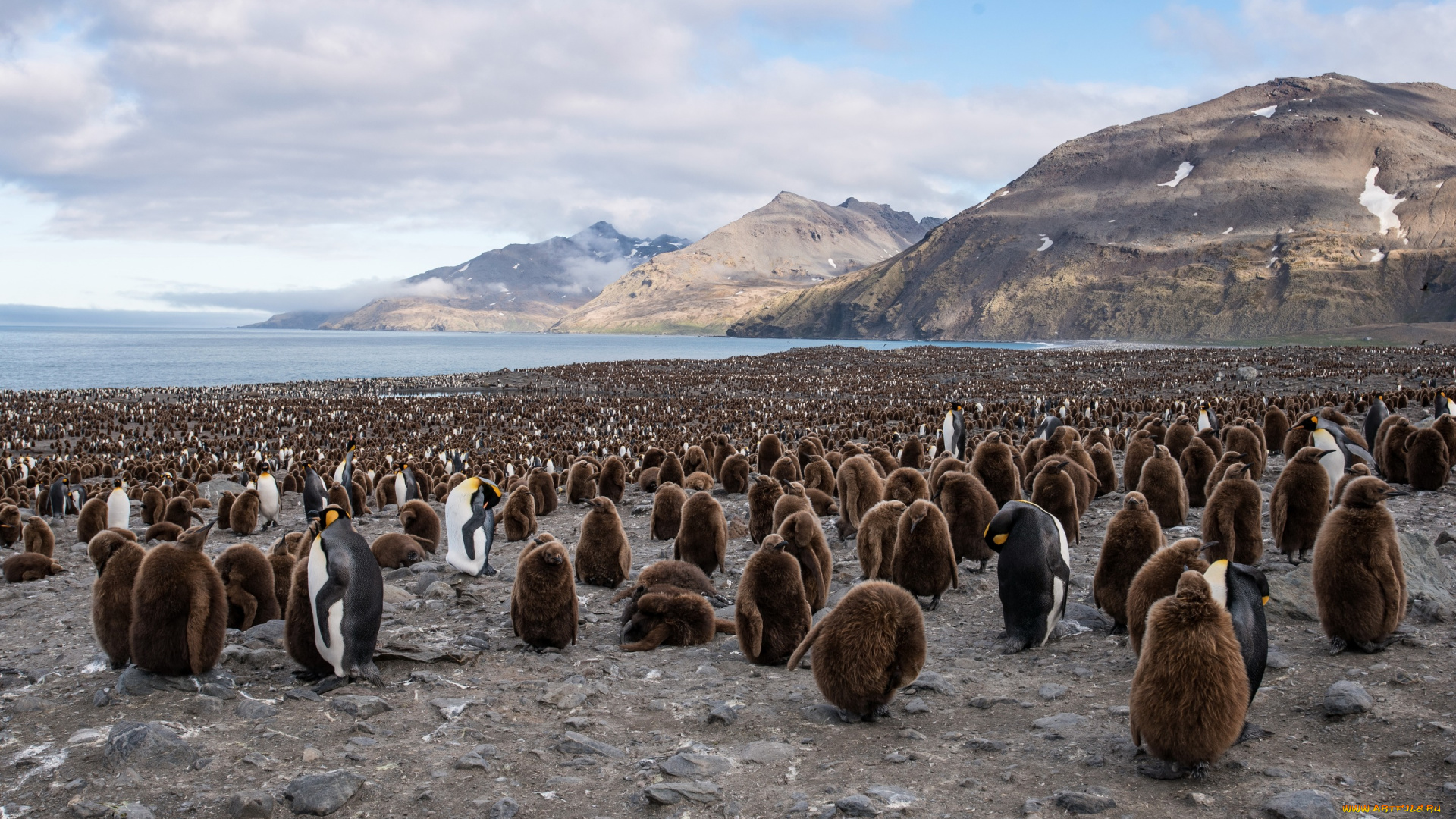 животные, пингвины, king, penguin, south, georgia, saint, andrews, bay