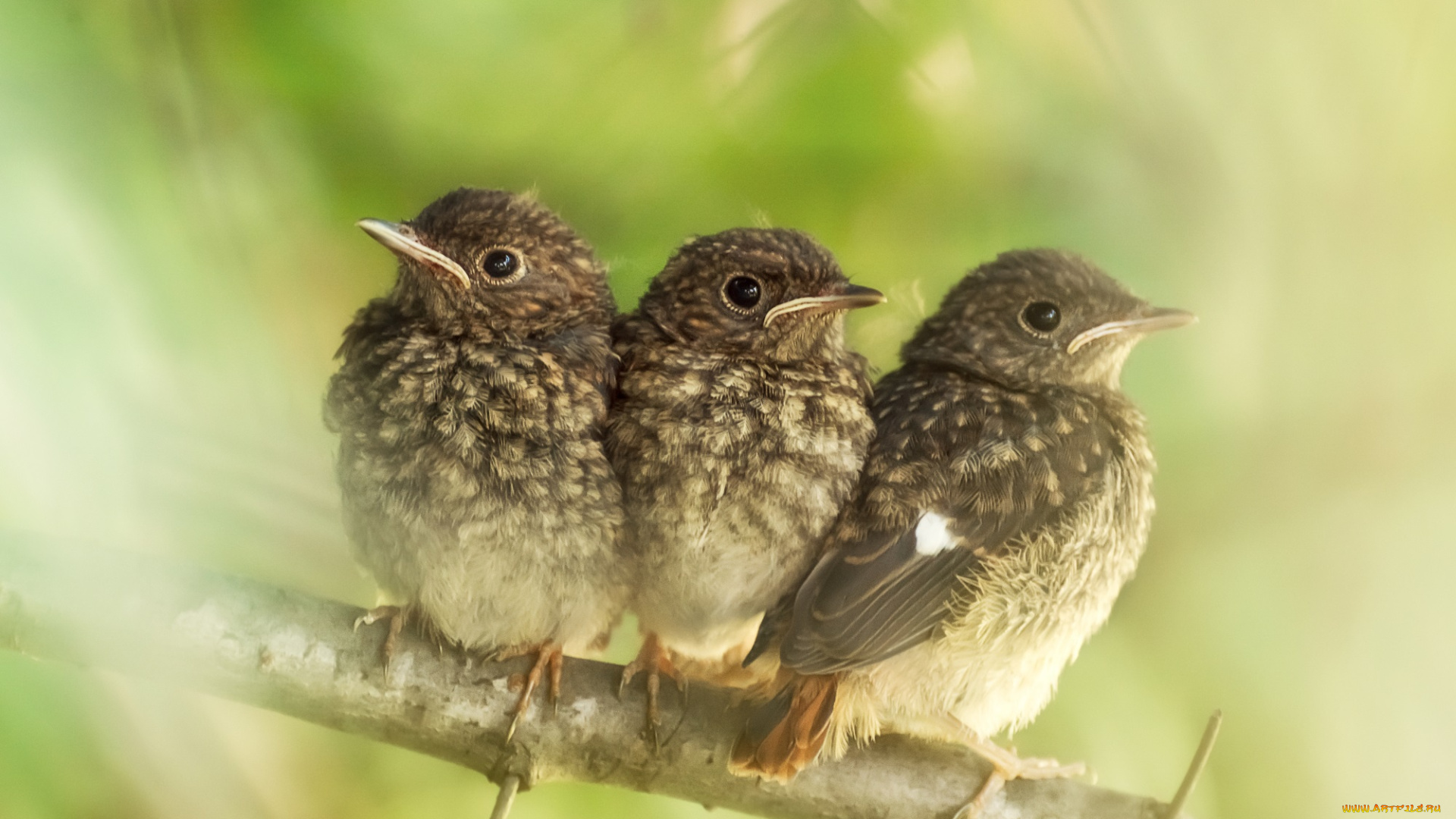 животные, птицы, птенцы, ветка, малыши