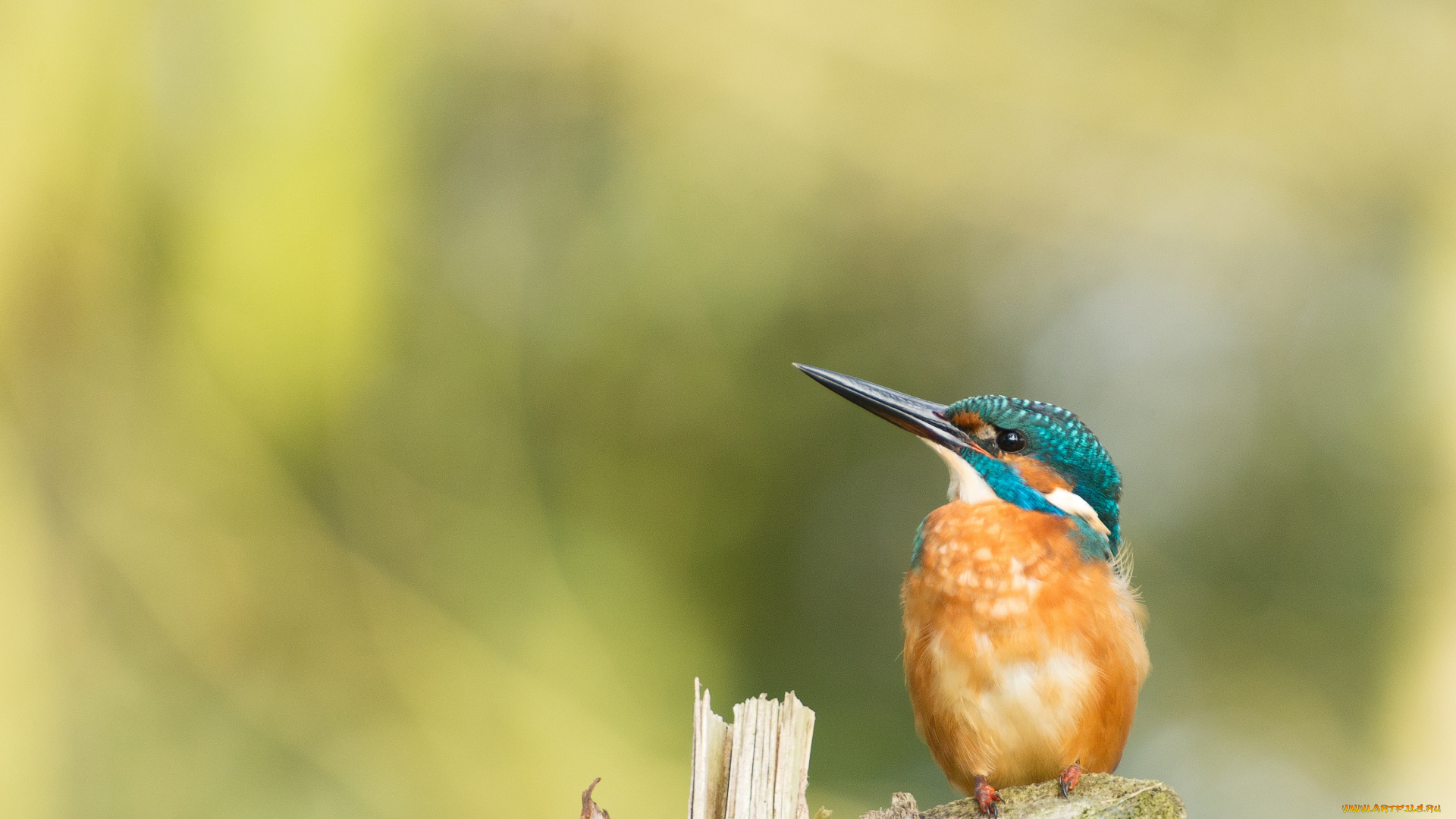 животные, птицы, взгляд