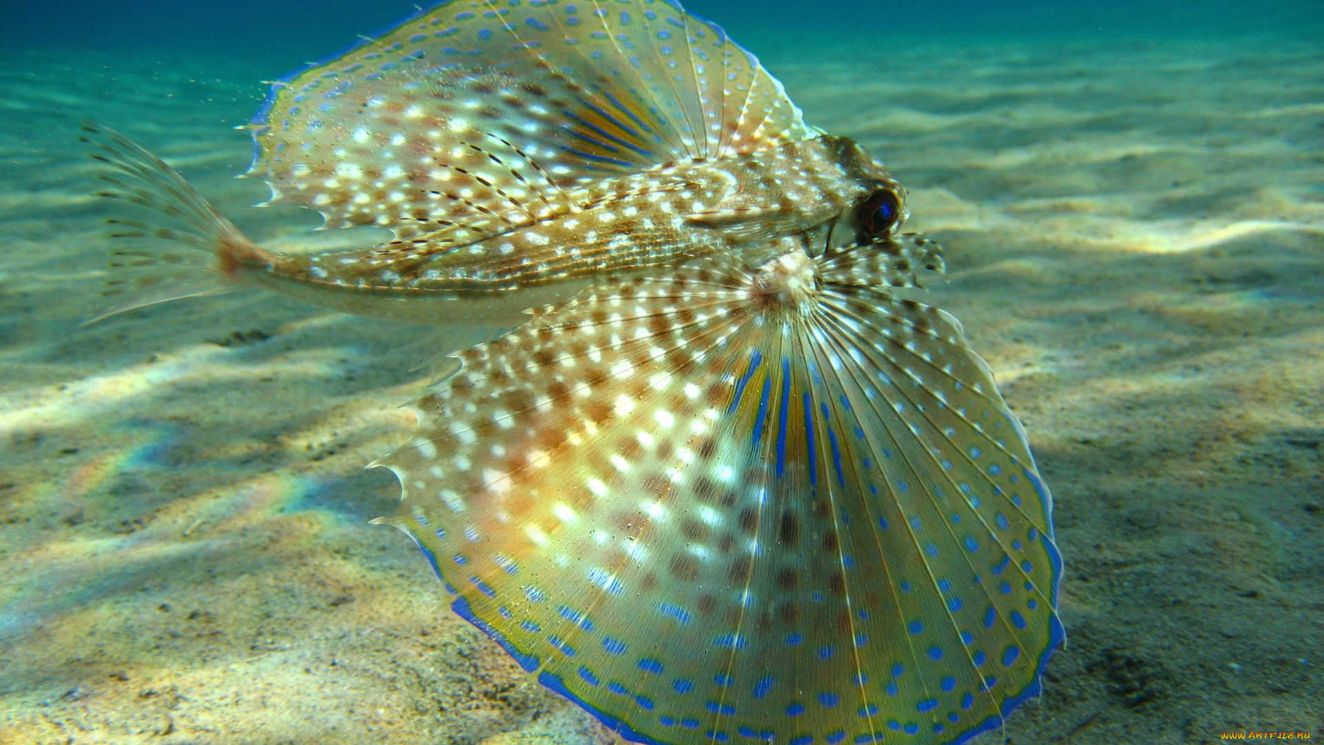 животные, рыбы, дно, море, крылья, рыба