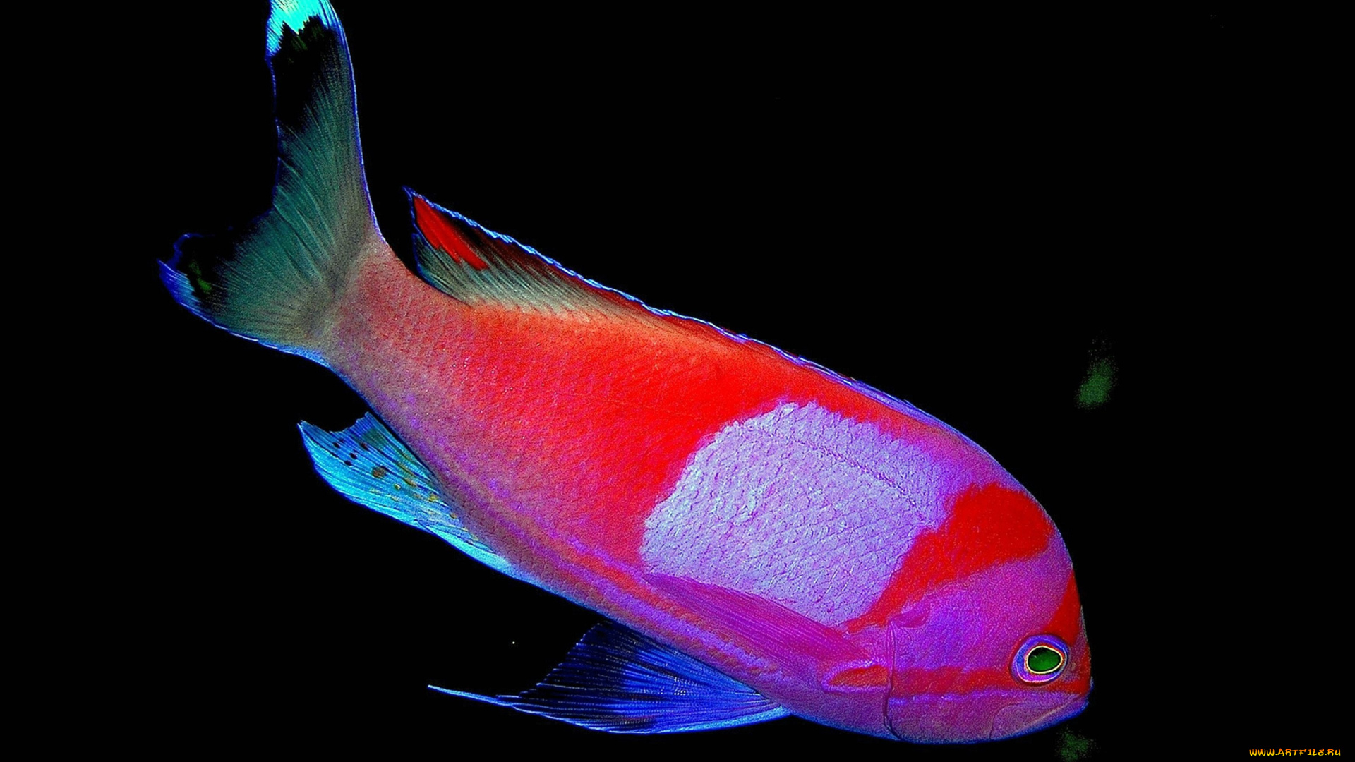 животные, рыбы, яркая, рыба