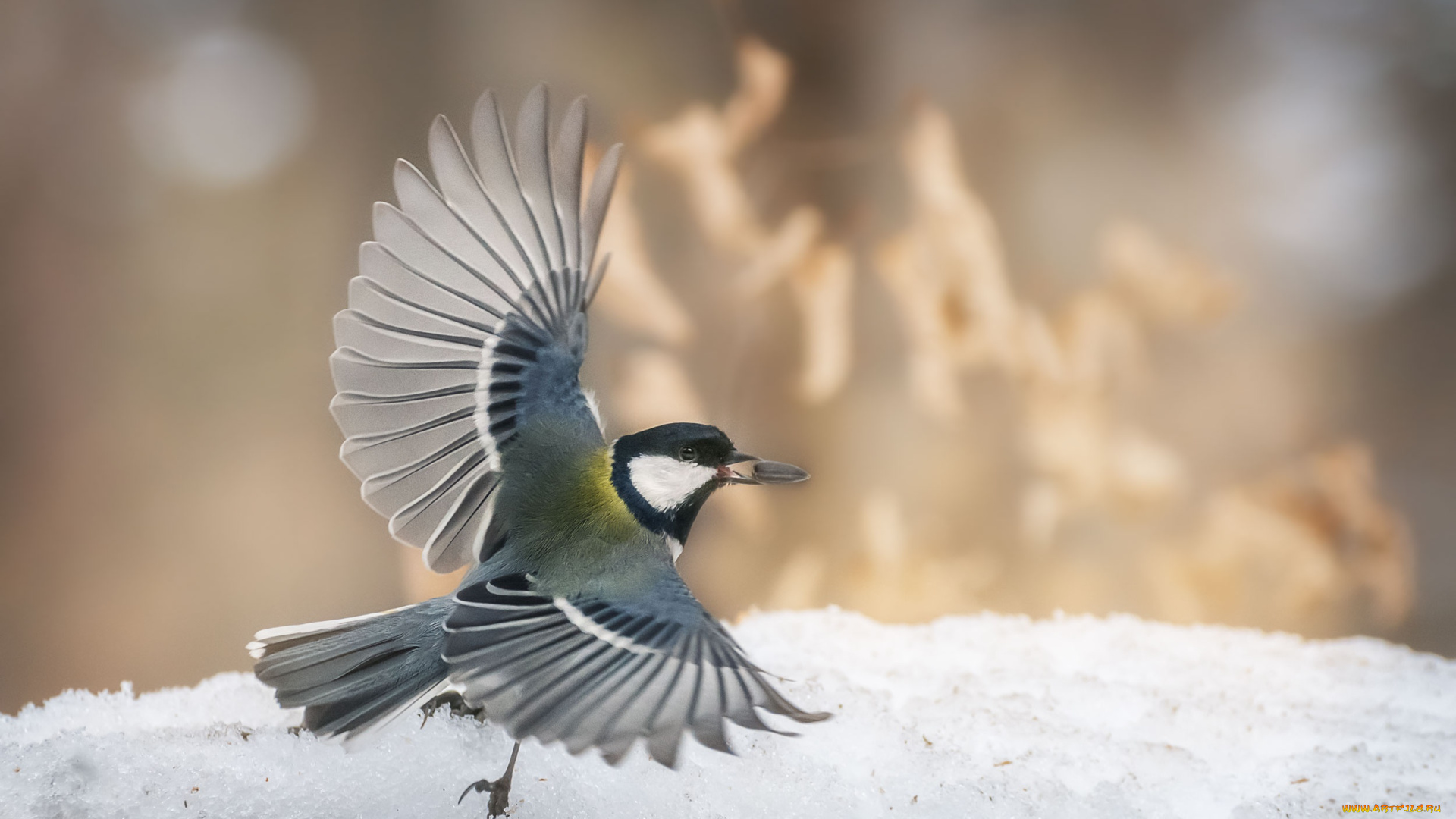 животные, синицы, , лазоревки, птица, синица, полет, снег