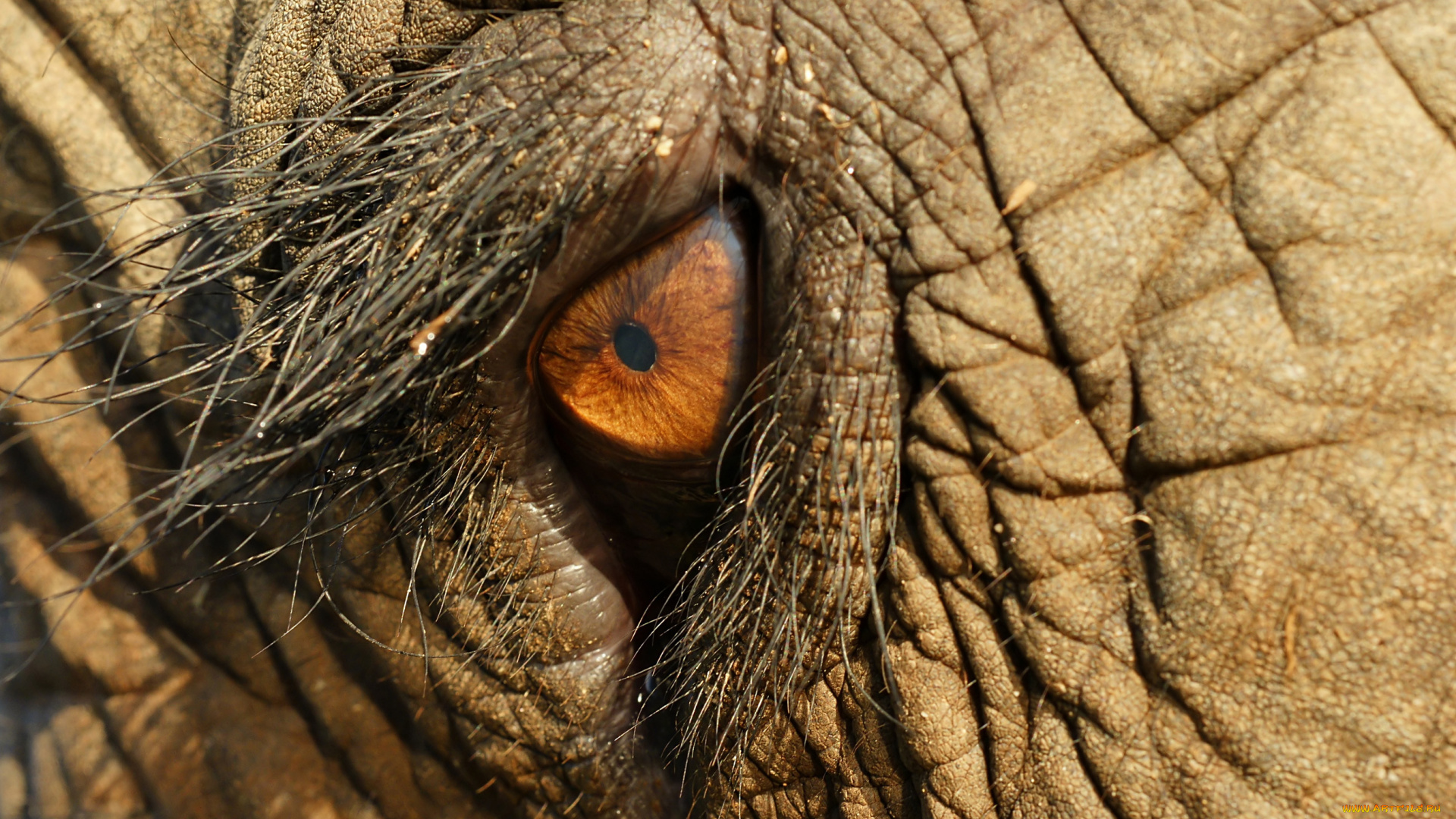 животные, слоны, макро, слон, складки, ресницы, глаз