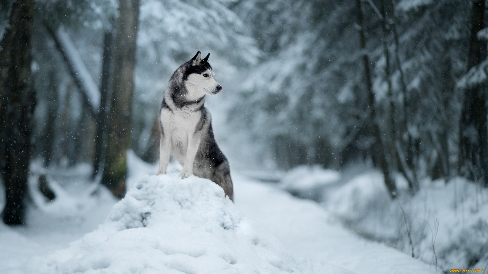 животные, собаки, depth, of, field, собака, хаски, зима, природа, лес