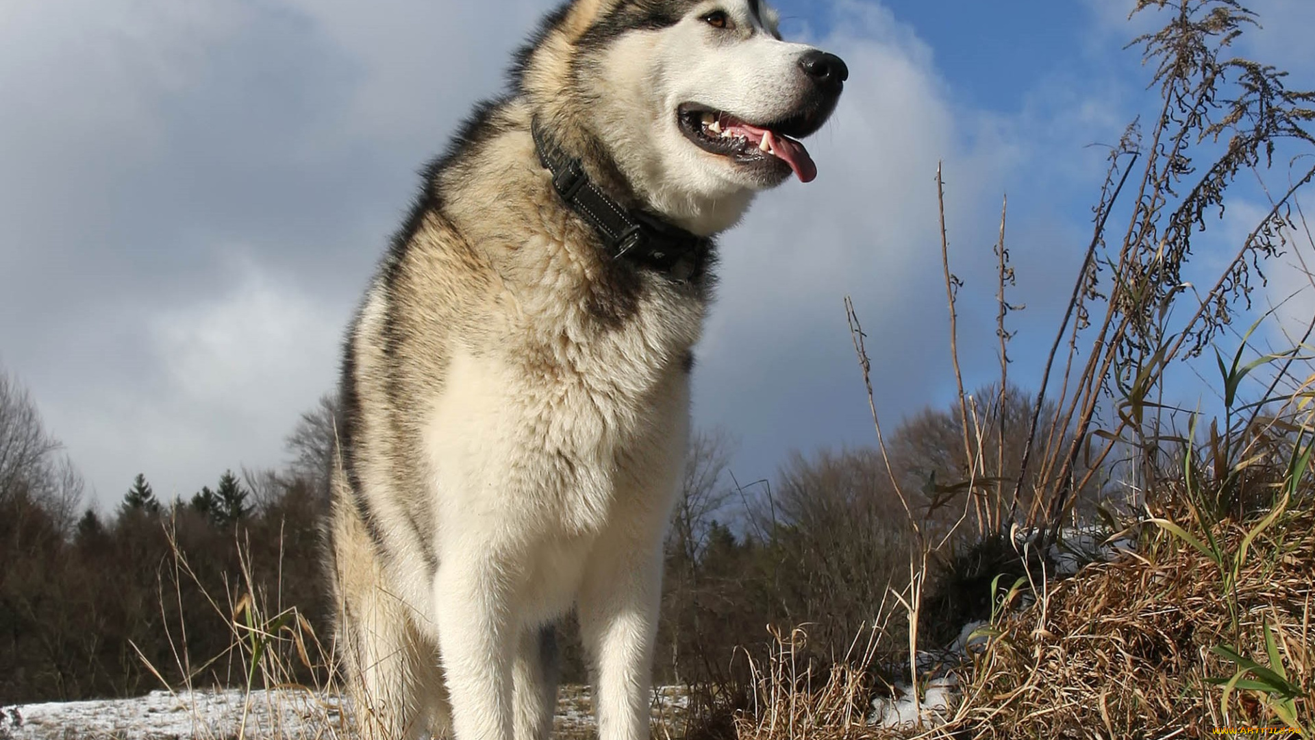 животные, собаки, лайка, собака, снег, трава, ошейник