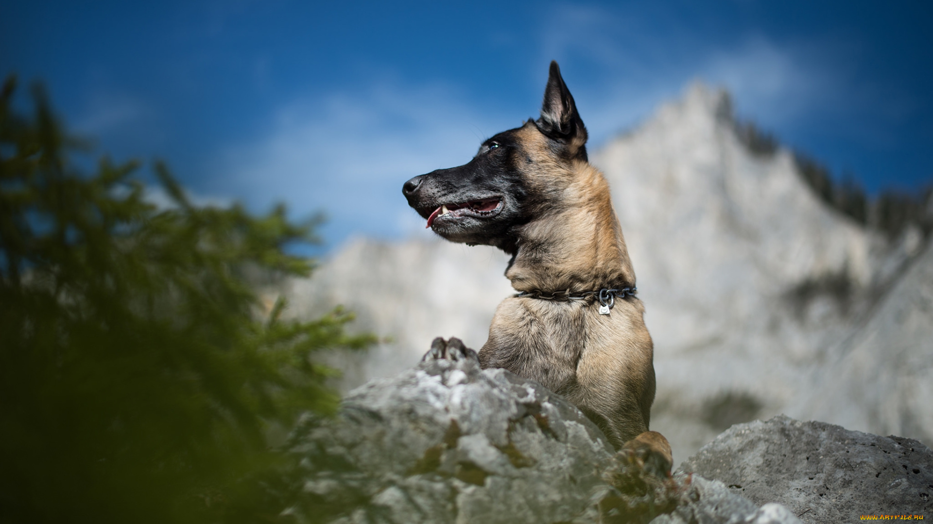 животные, собаки, пес