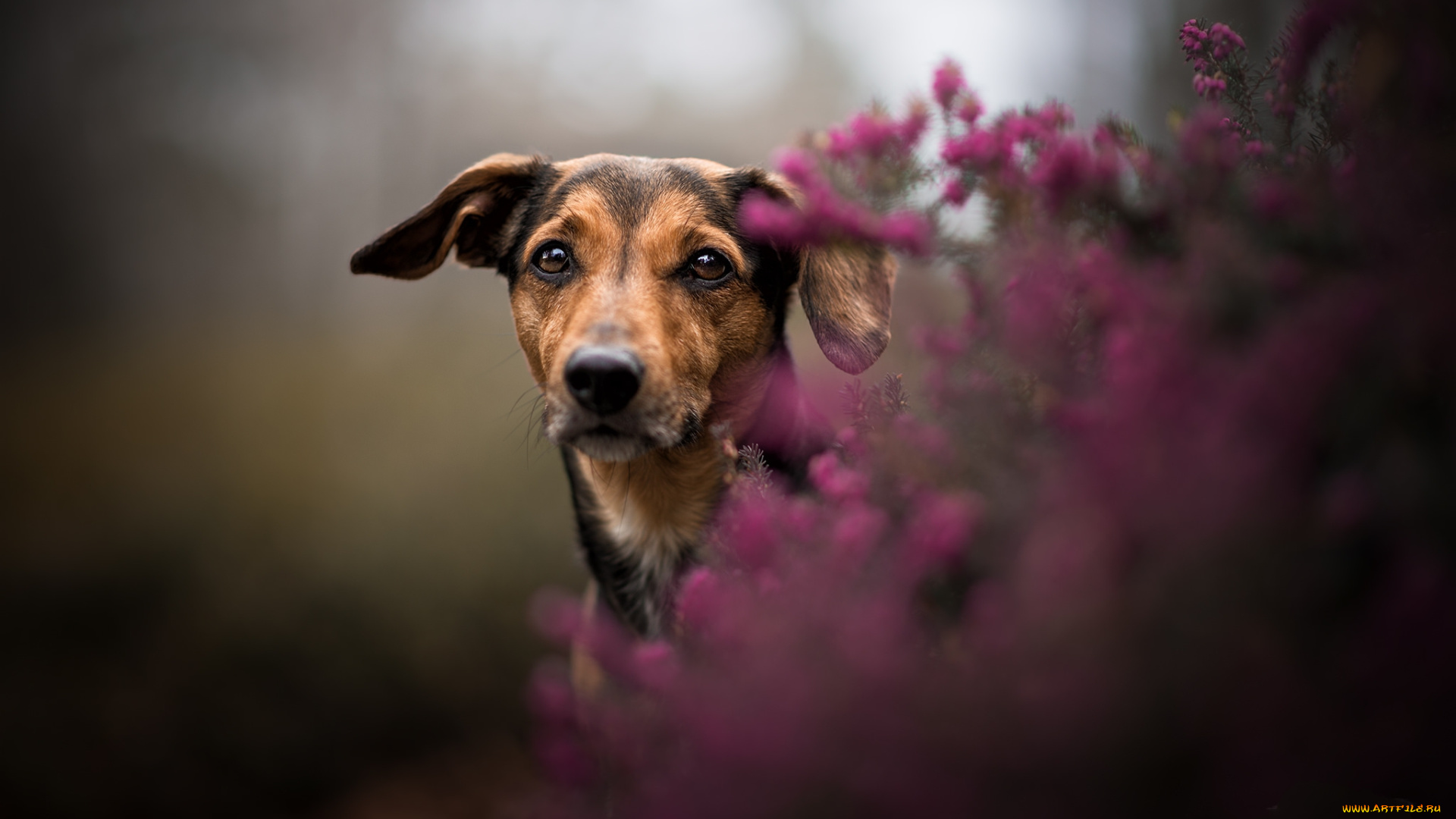 животные, собаки, пес