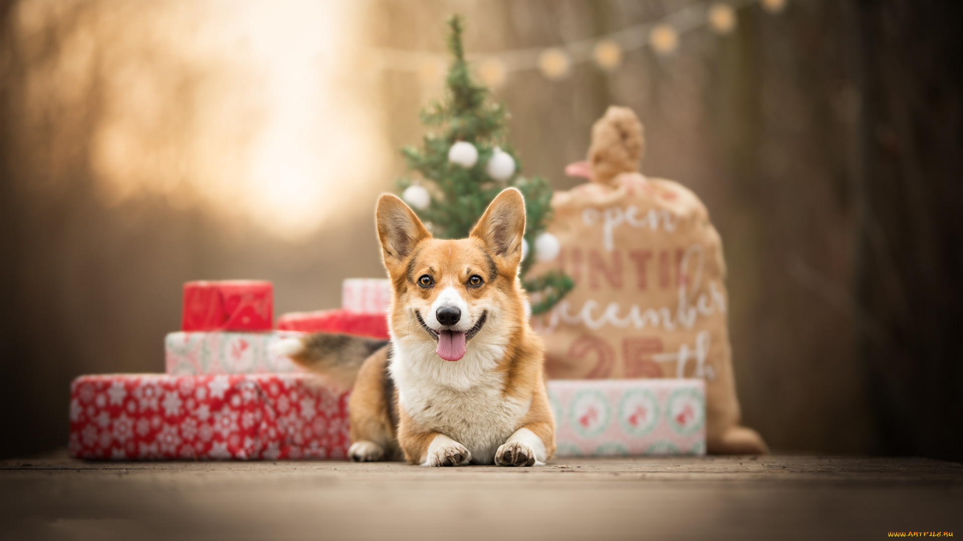 животные, собаки, пес