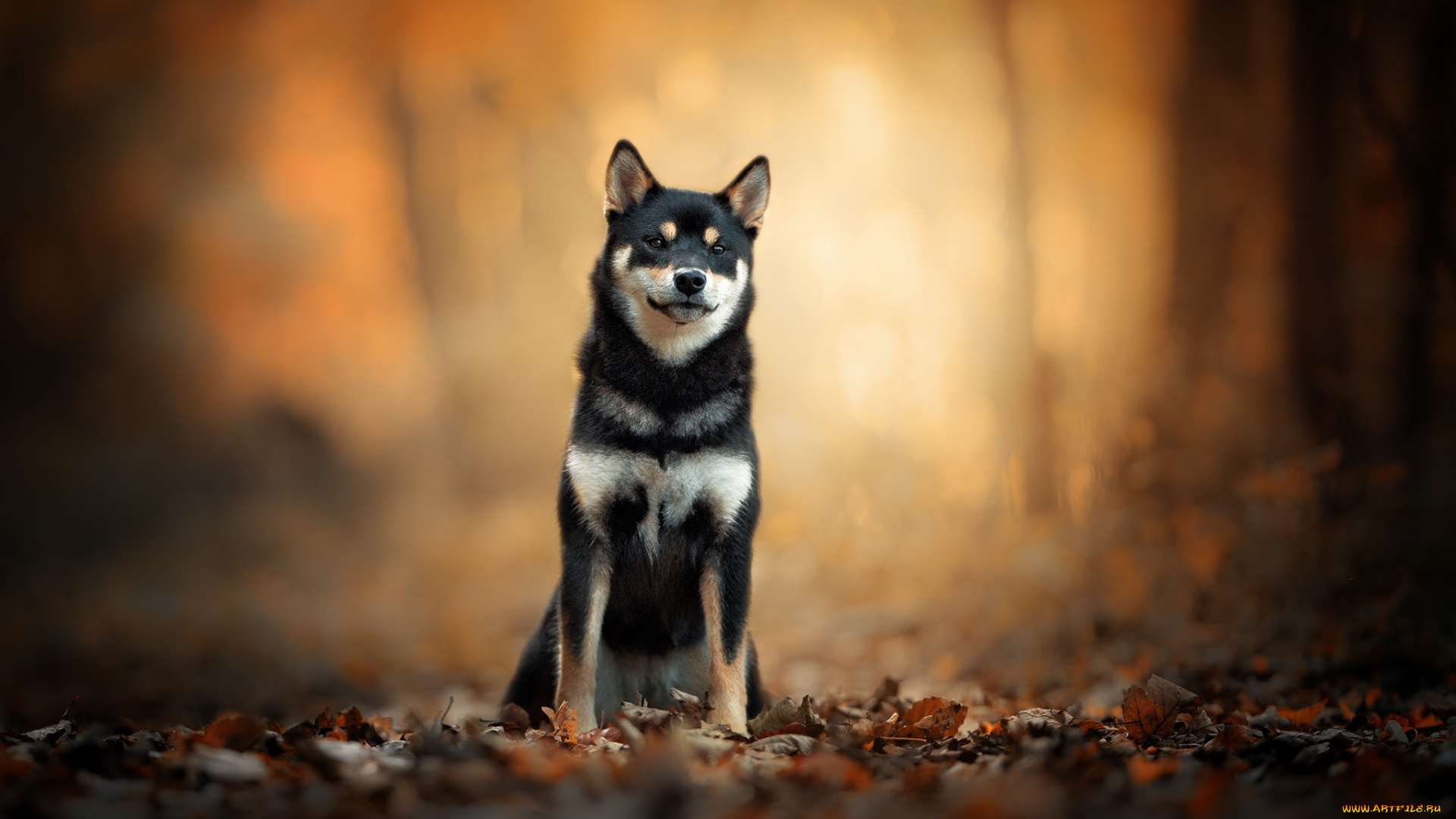 животные, собаки, пес