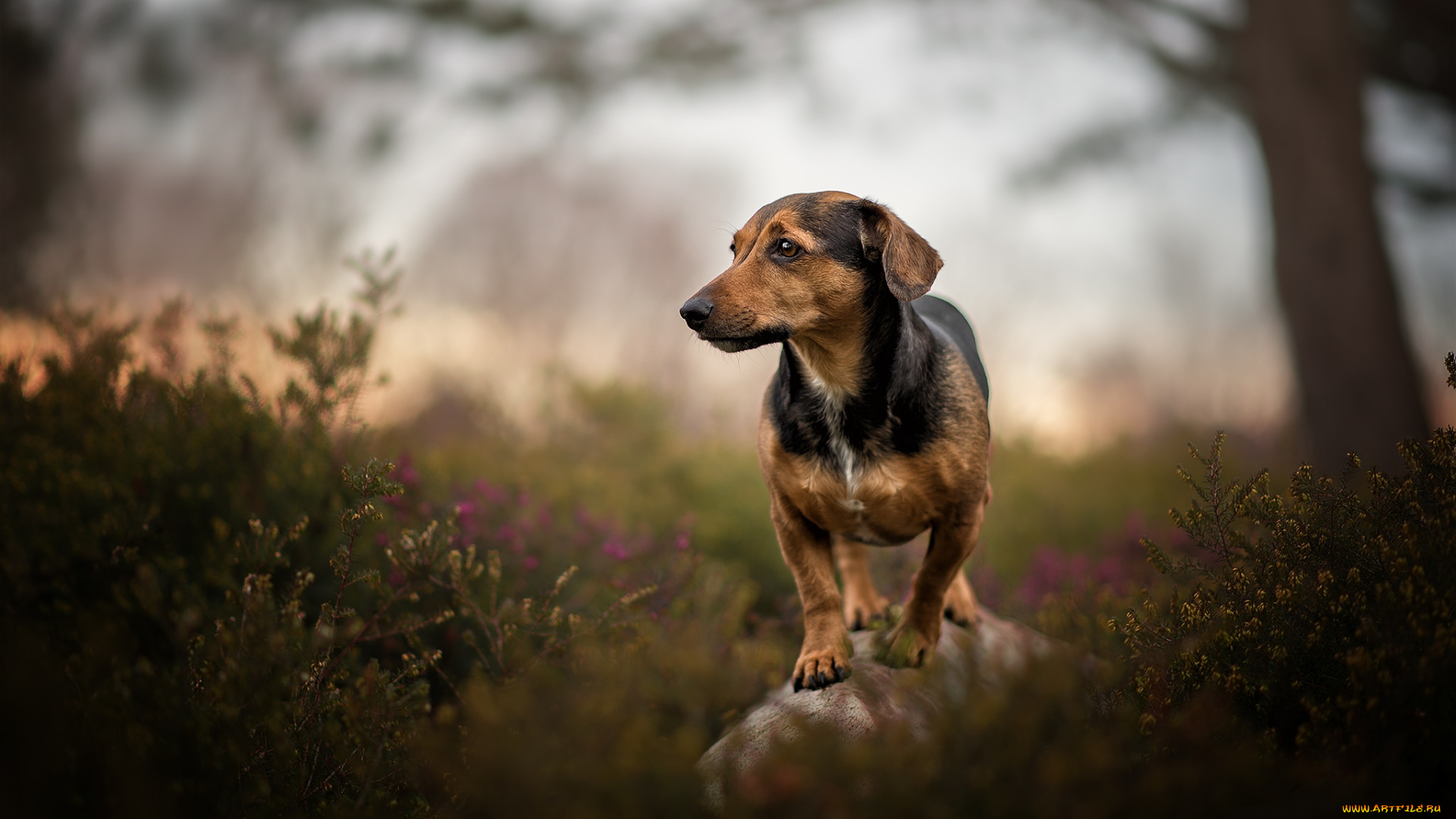 животные, собаки, пес