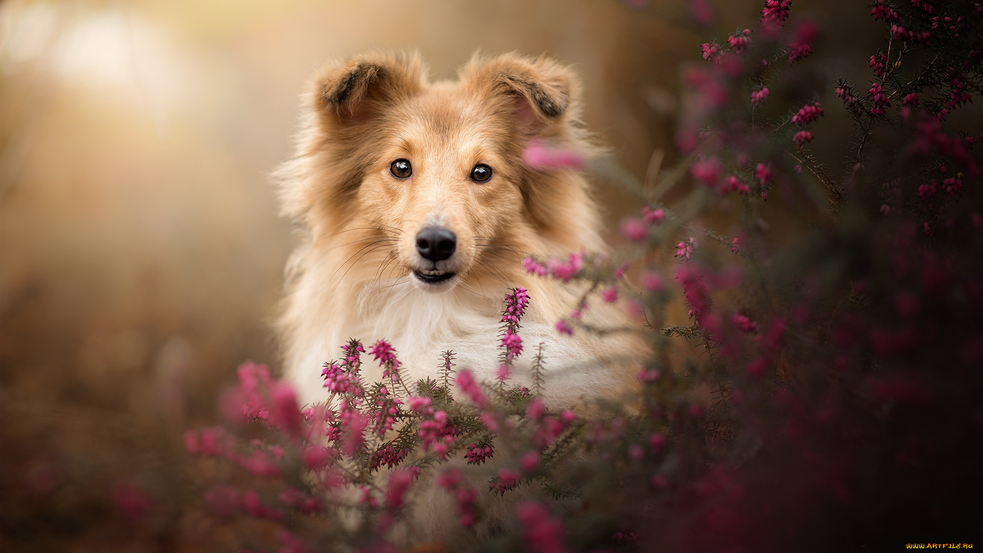 животные, собаки, пес