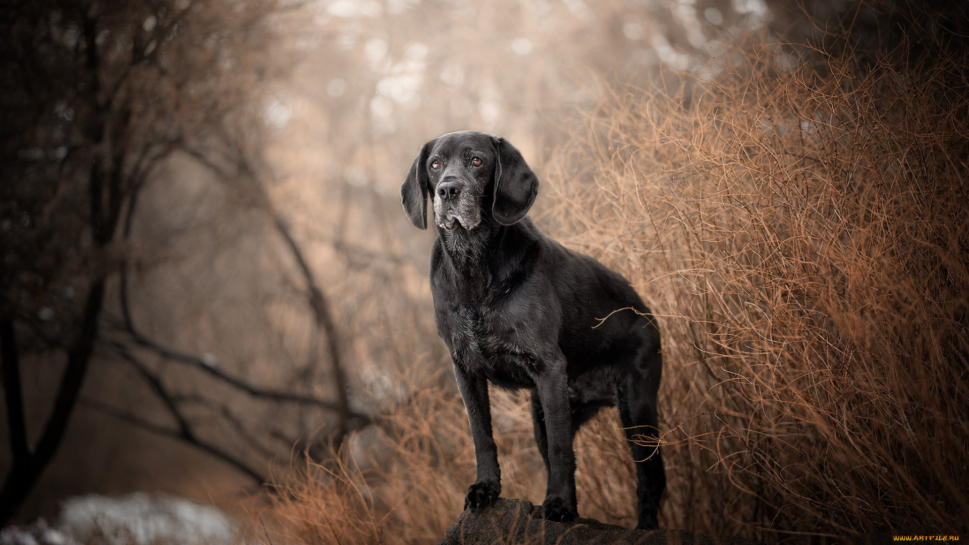 животные, собаки, пес
