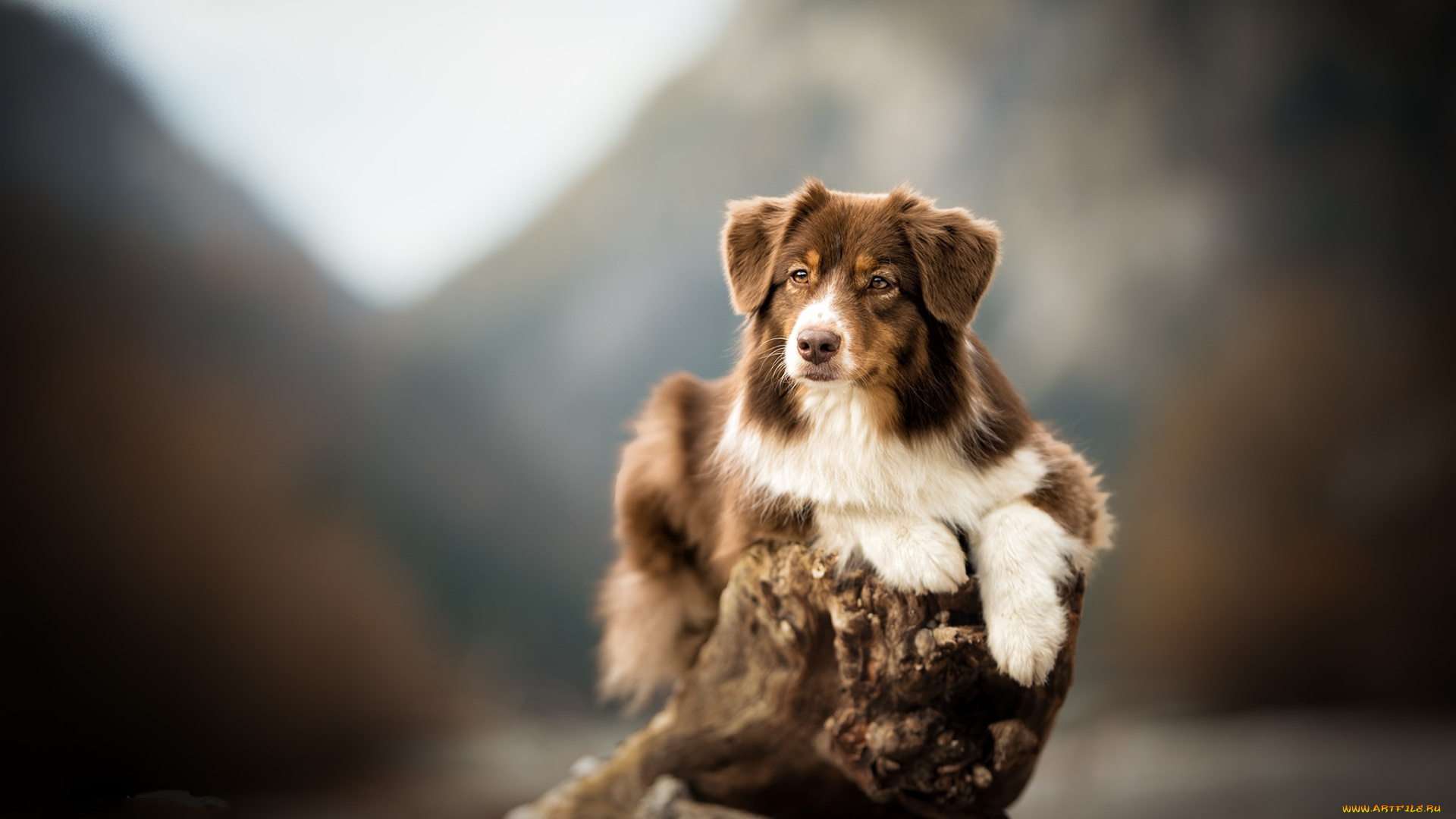 животные, собаки, пес