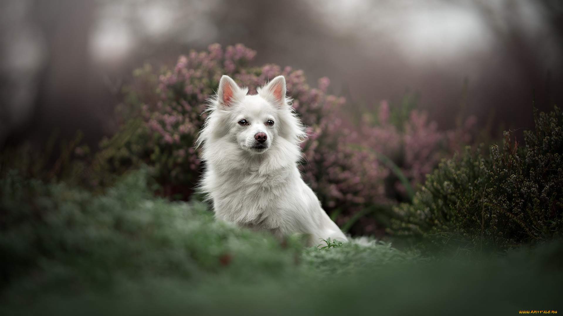 животные, собаки, пес