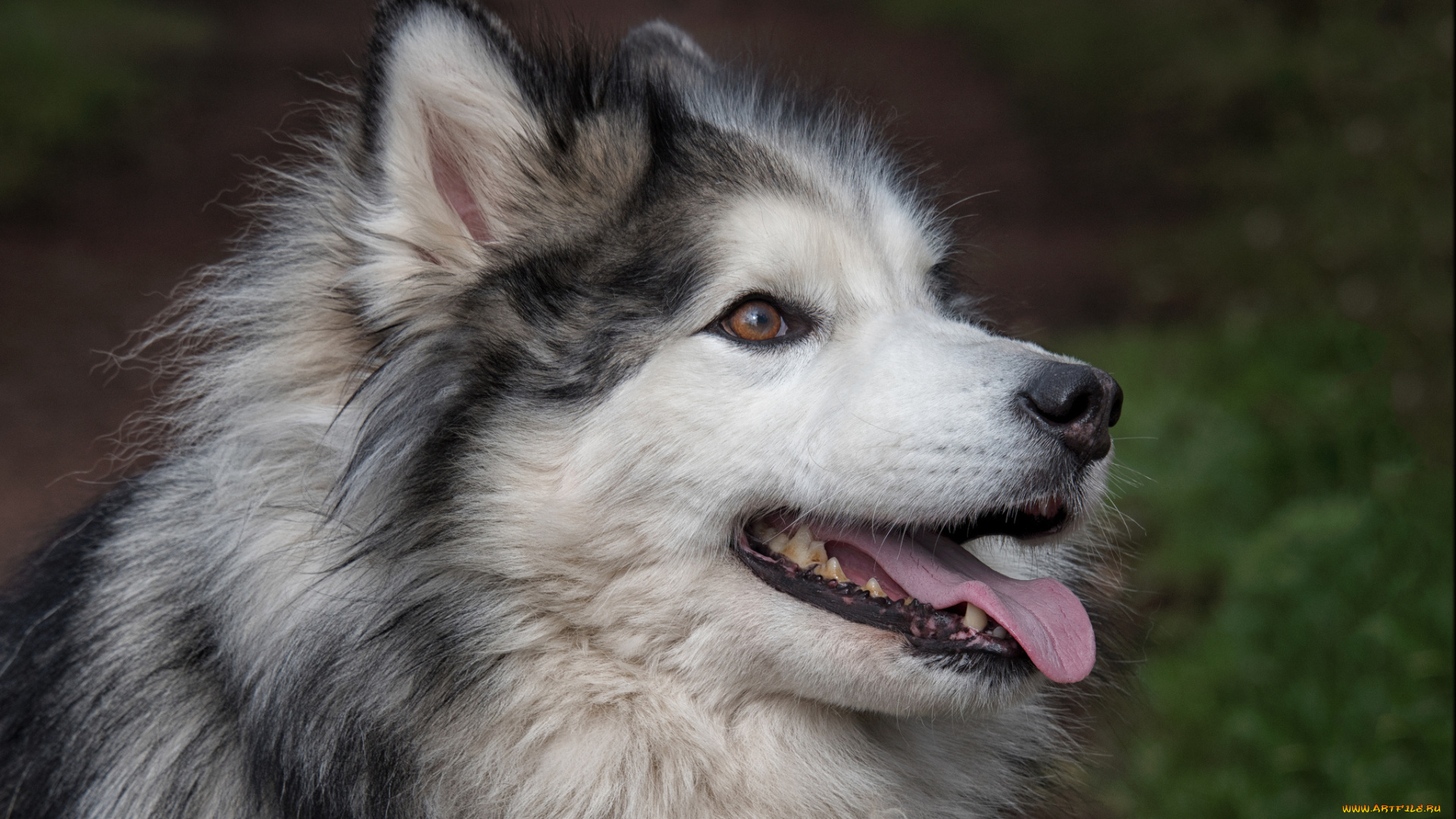 животные, собаки, пес