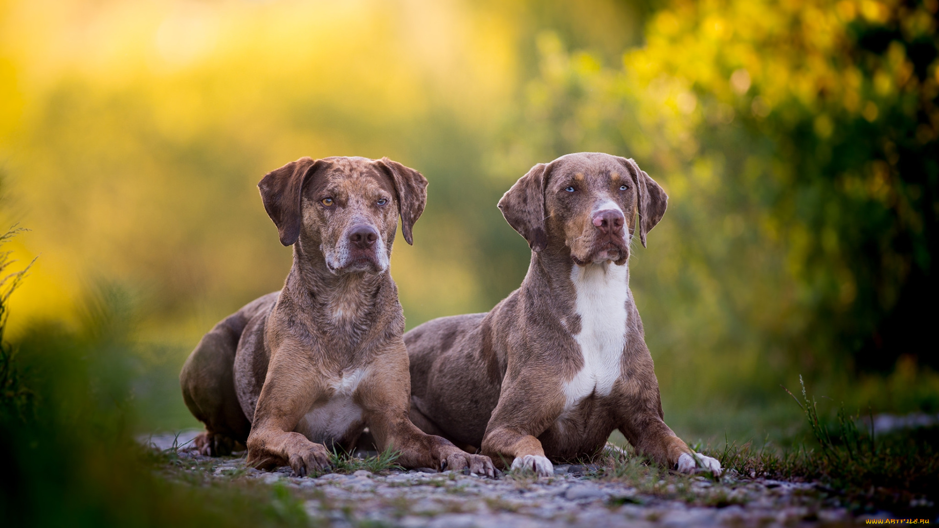 животные, собаки, пес