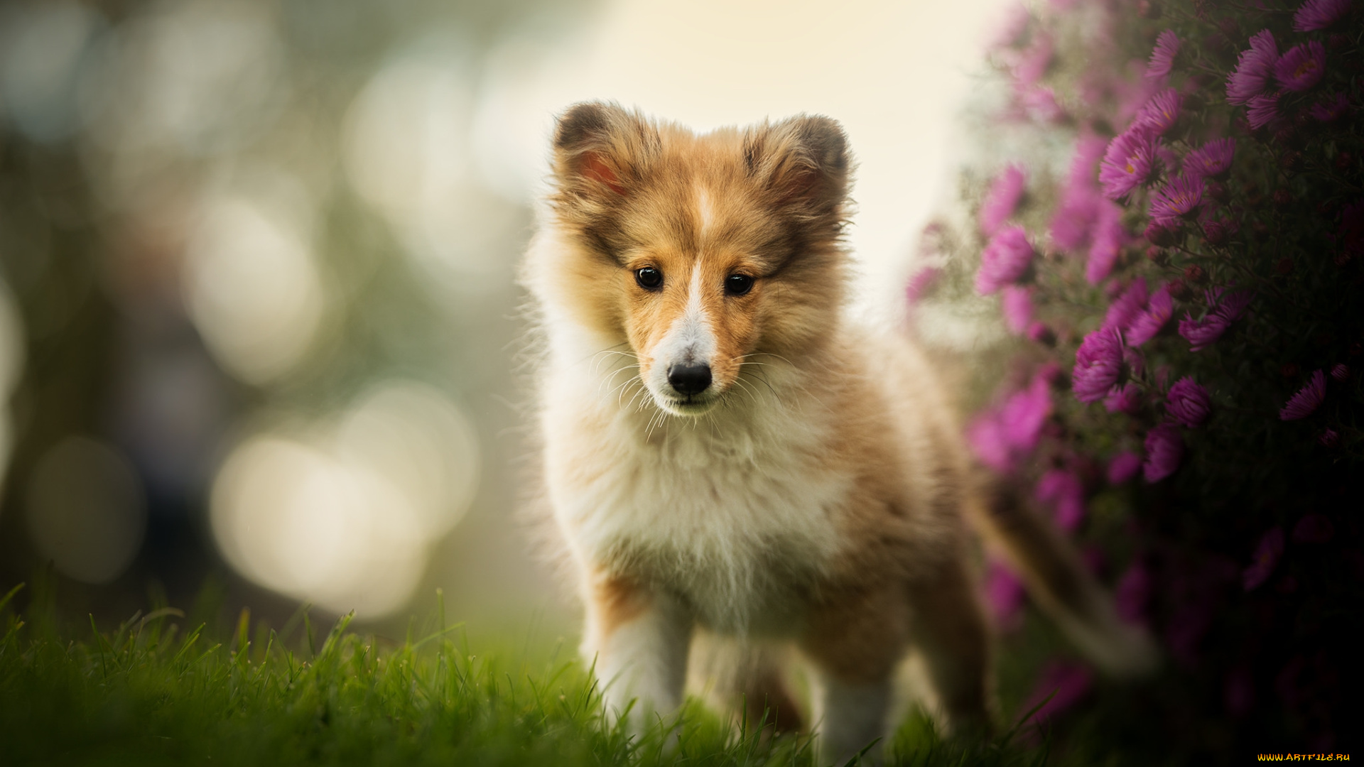 животные, собаки, пес