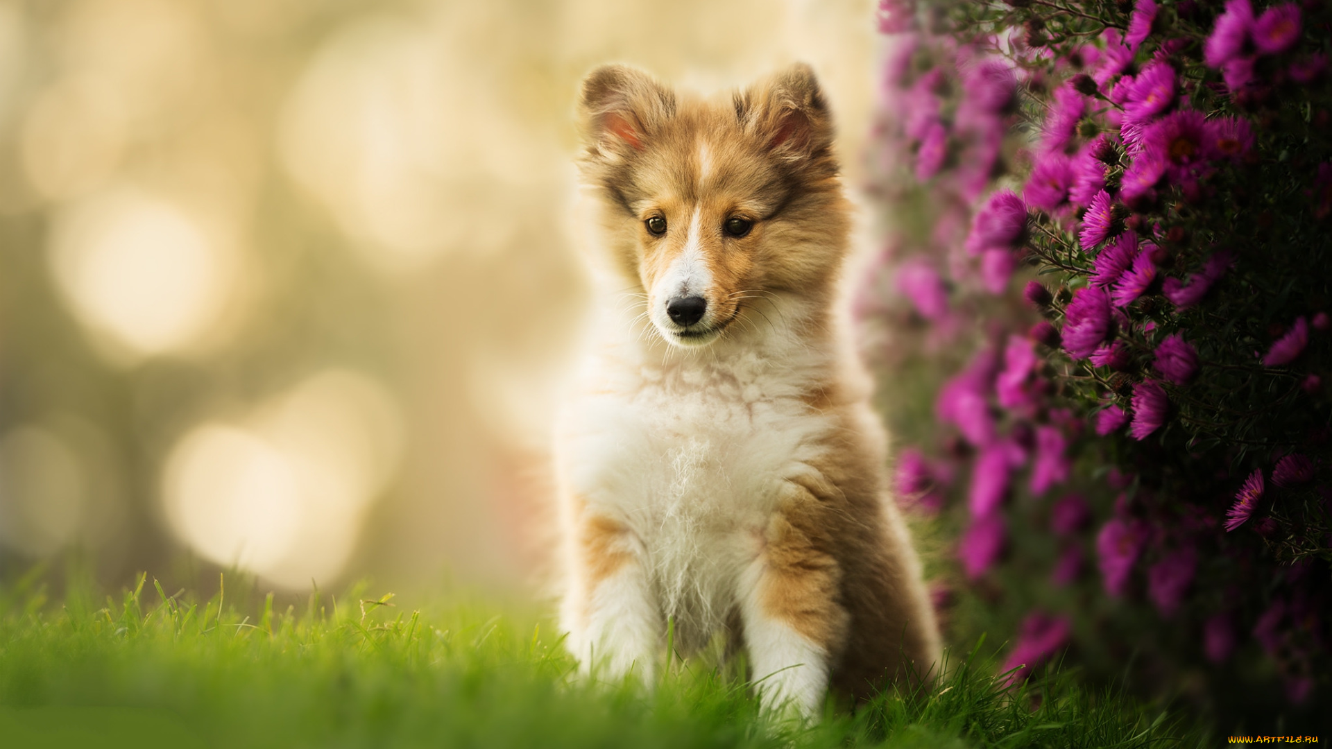 животные, собаки, пес