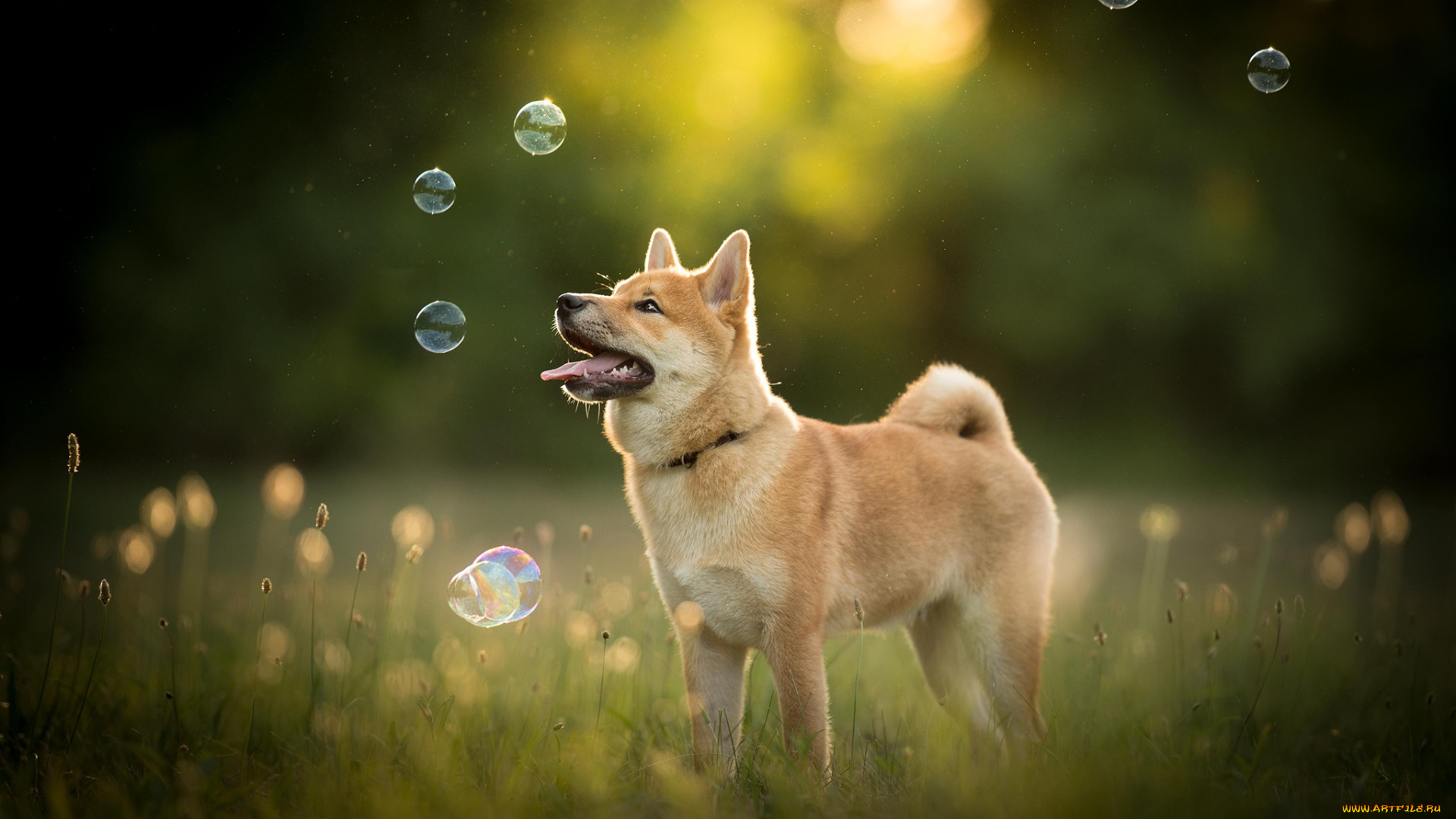 животные, собаки, пес