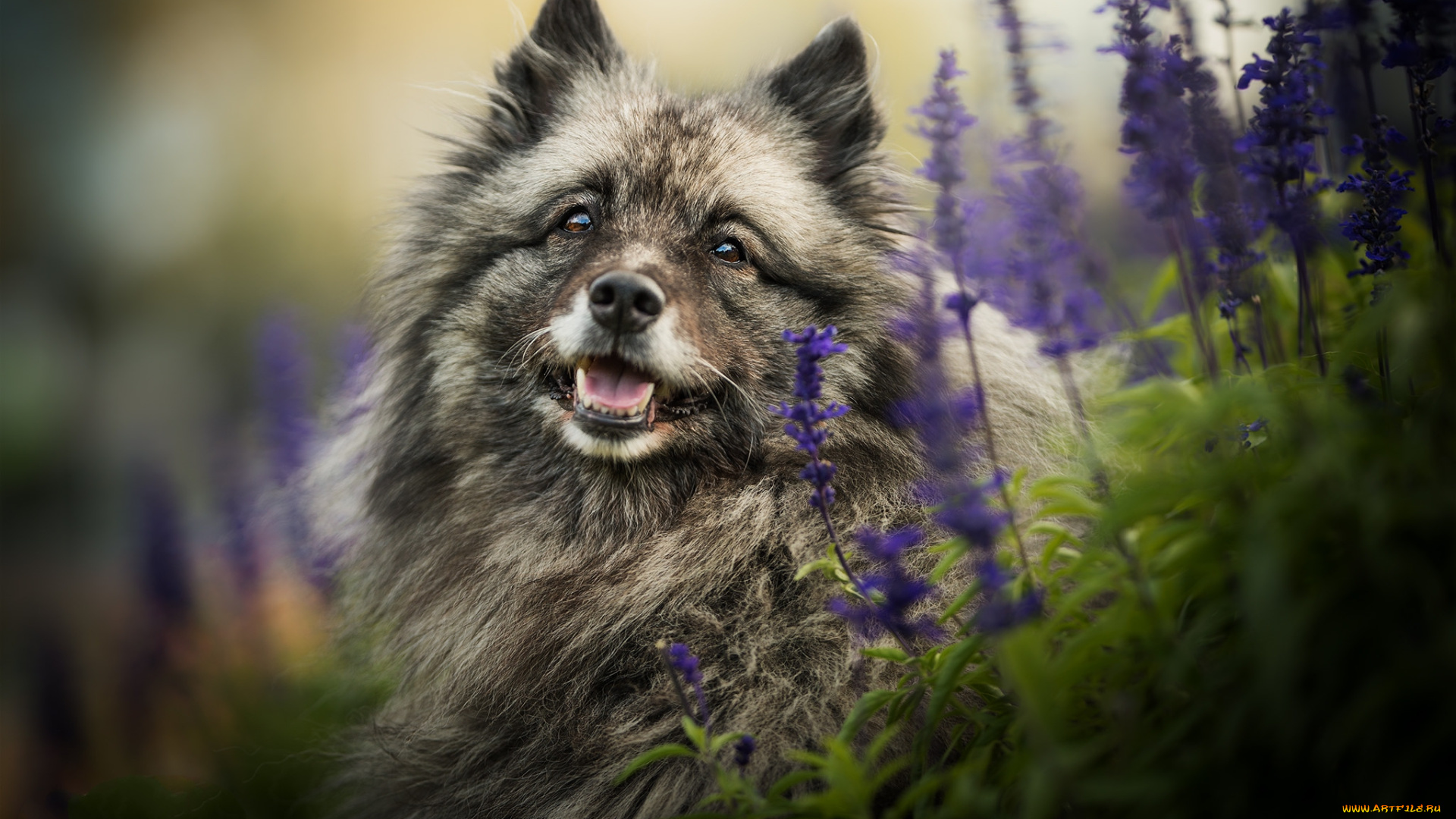 животные, собаки, пес