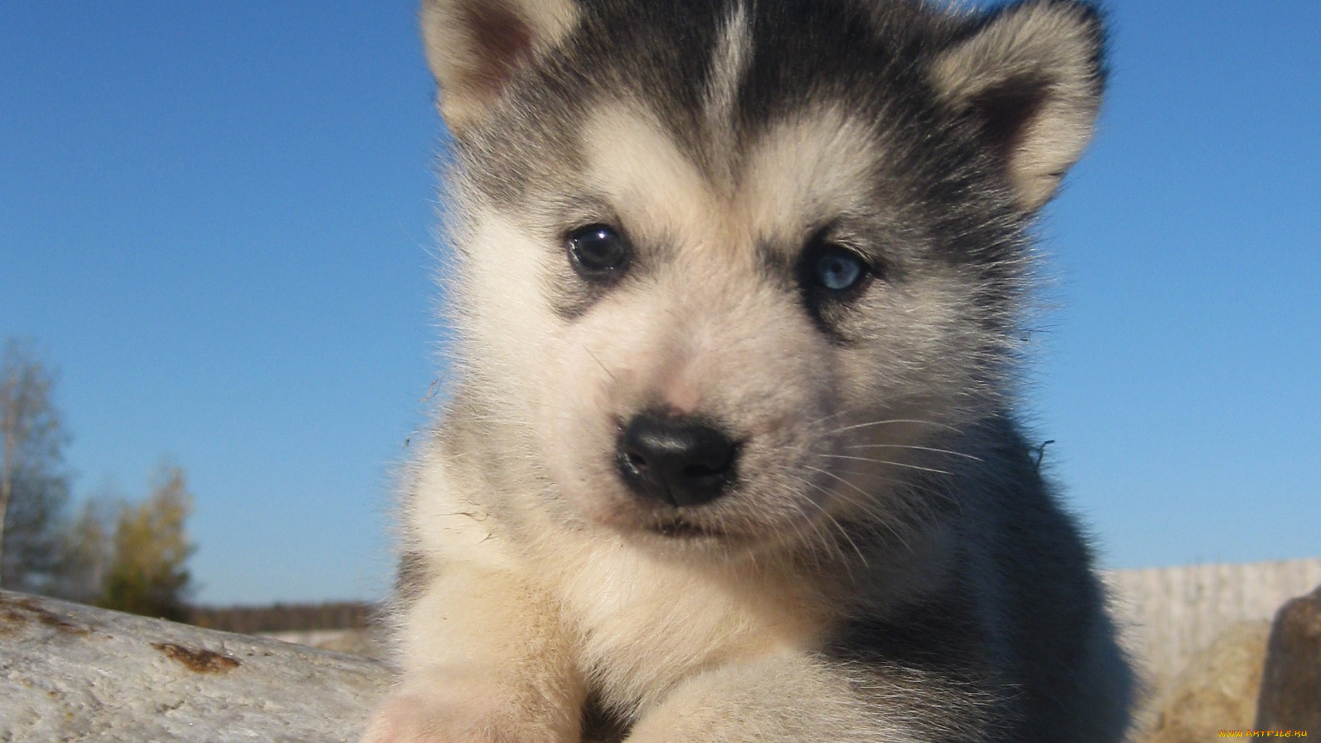 животные, собаки, щенок, лайка, хаски, камень