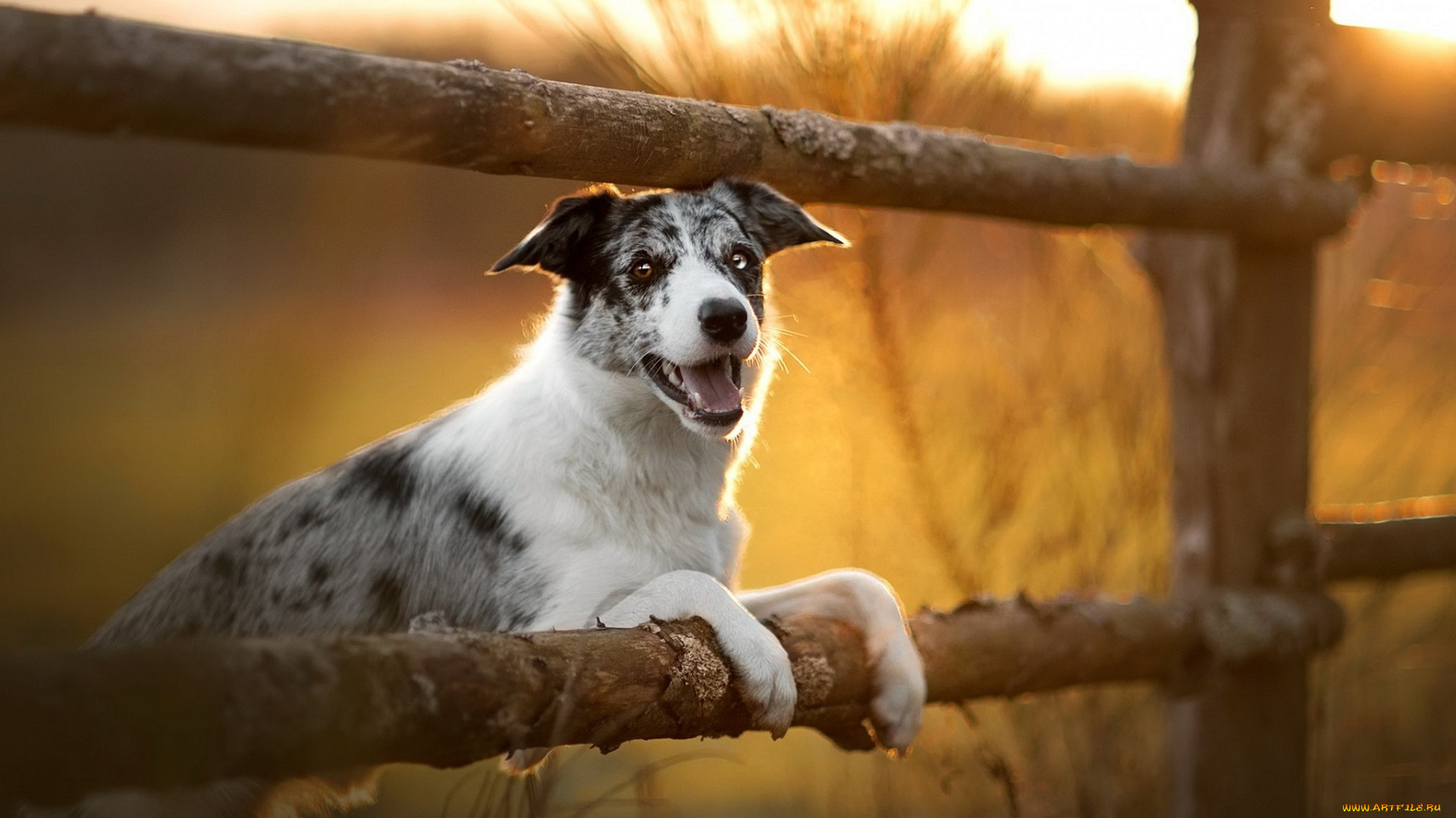 животные, собаки, собака, изгородь, трава